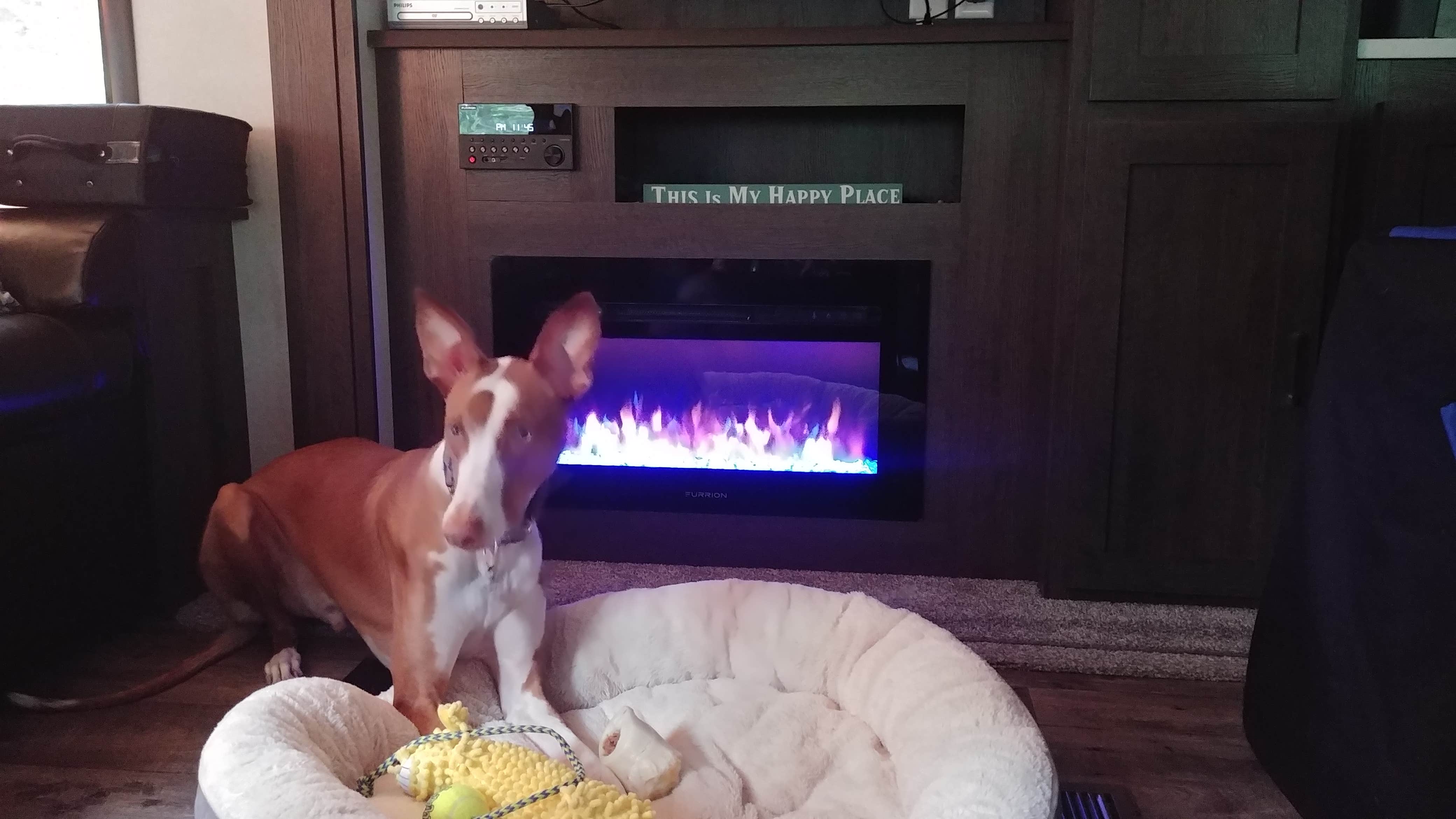 Jody B.'s photo of camping with pets at Jellystone Park™ Gardiner near Poughquag, NY