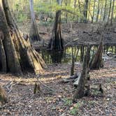 Review photo of Suwannee River State Park Campground by Lee D., December 31, 2022