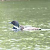 Review photo of Maidstone State Park — Maidstone State Forest by M.A.D. P., December 31, 2022