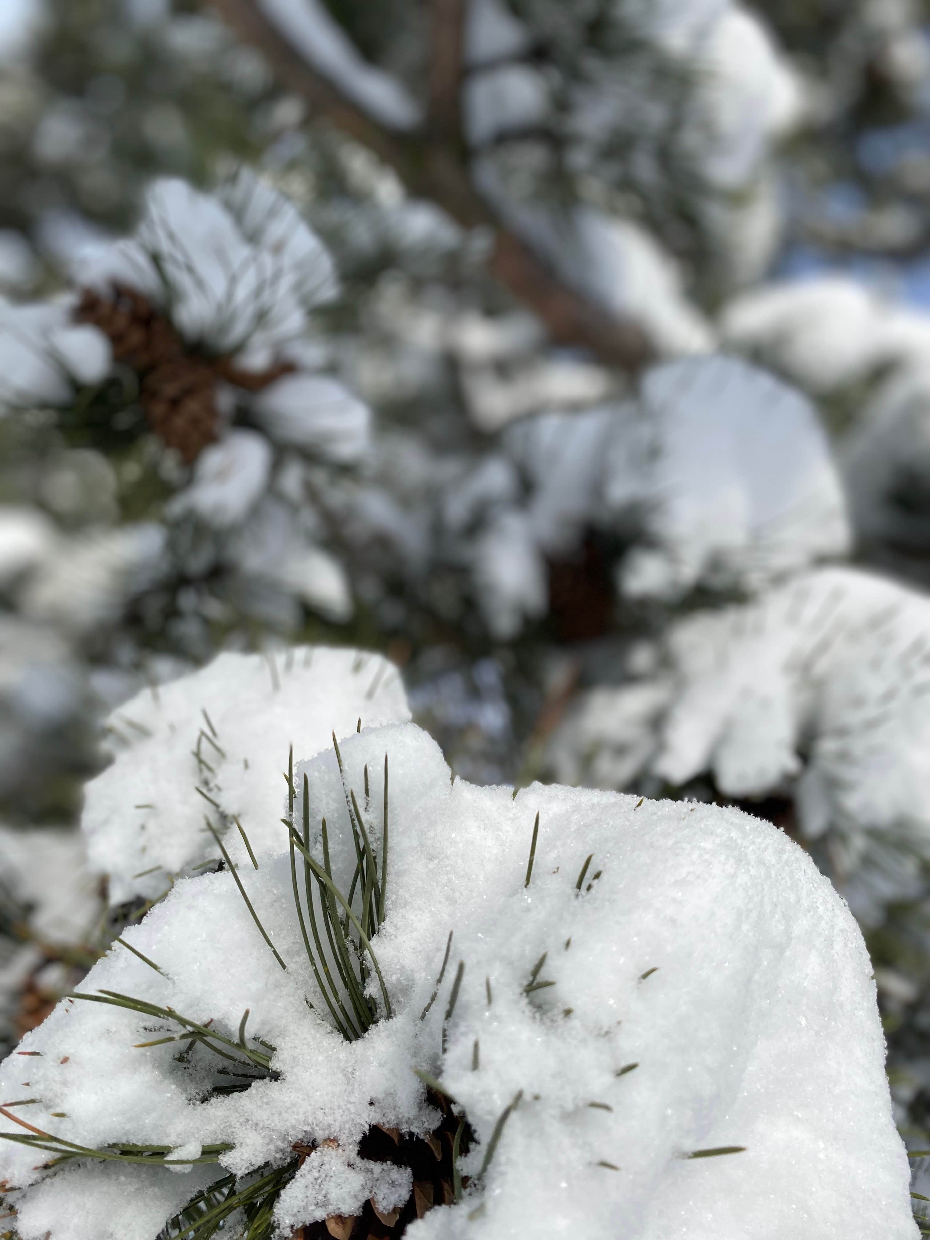Camper-submitted photo at Suntree RV Park near Harrison, ID