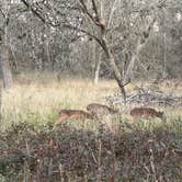 Review photo of Stephen Austin State Park by Napunani , December 31, 2022