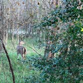 Review photo of Stephen Austin State Park by Napunani , December 31, 2022