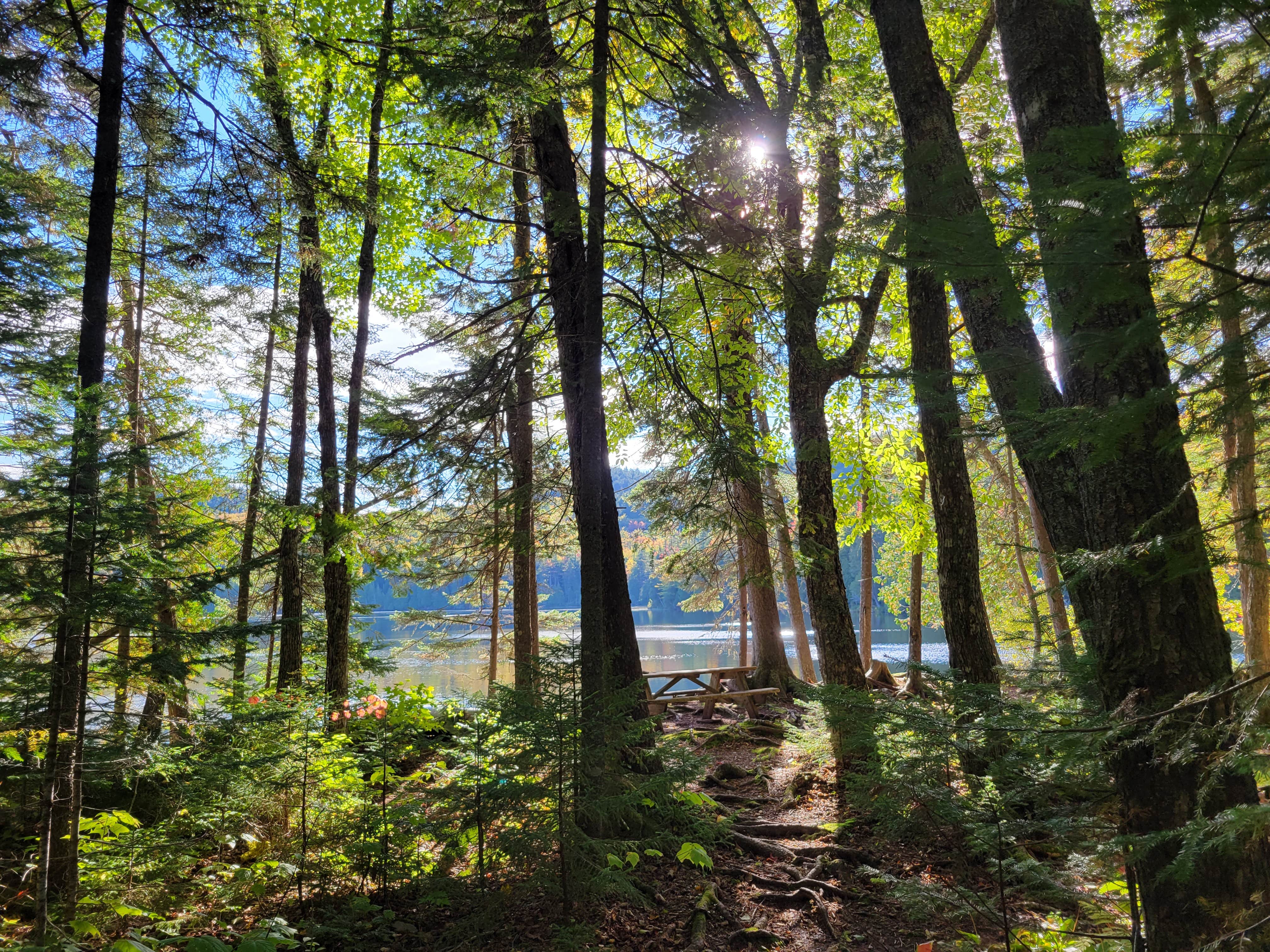 Camper submitted image from Little Moose Pond Campsite - 2