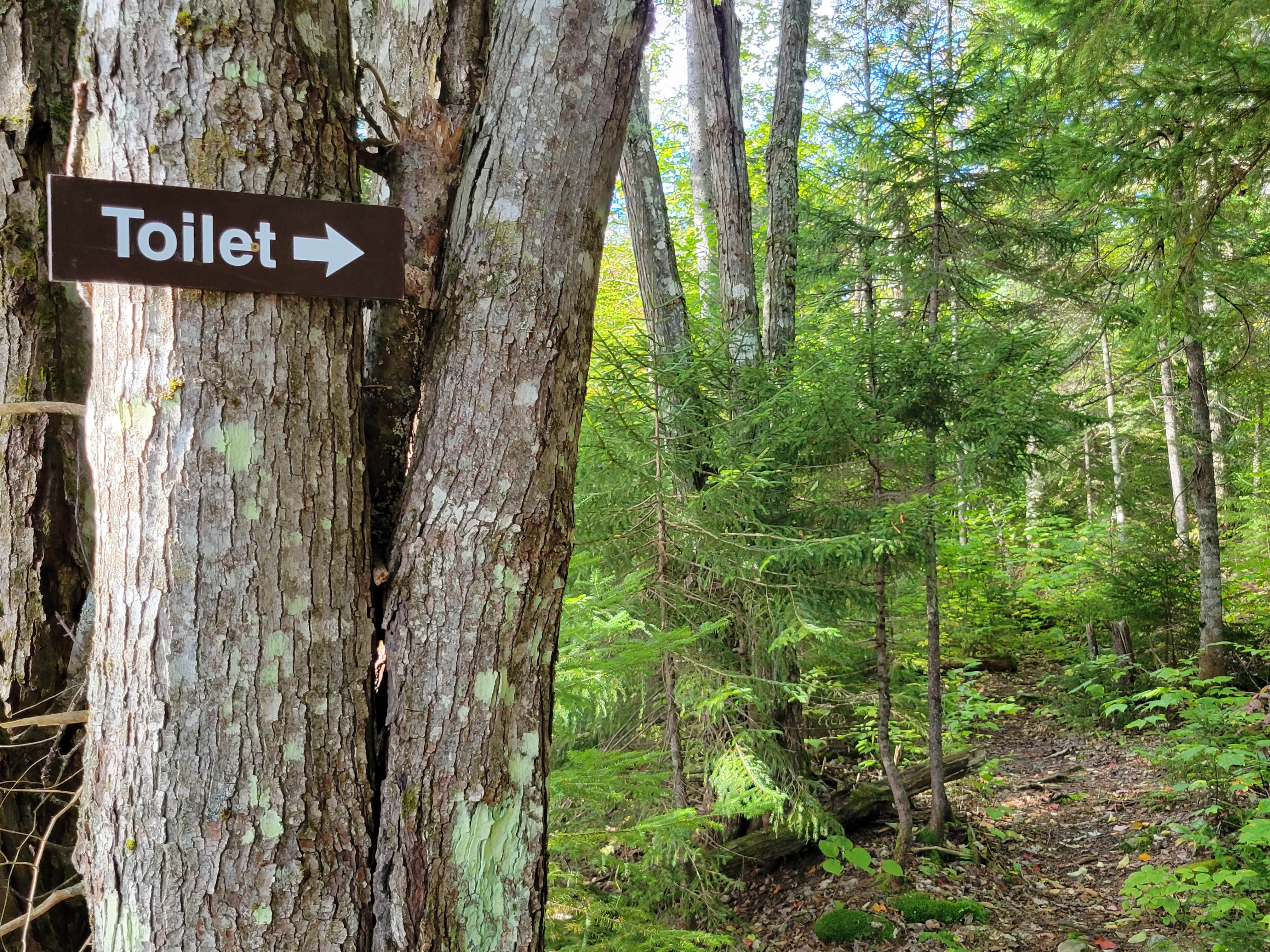 Camper submitted image from Little Moose Pond Campsite - 5