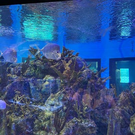 The Aquarium was small but interesting