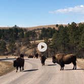 Review photo of French Creek Horse Camp — Custer State Park by Lesley R., January 1, 2023