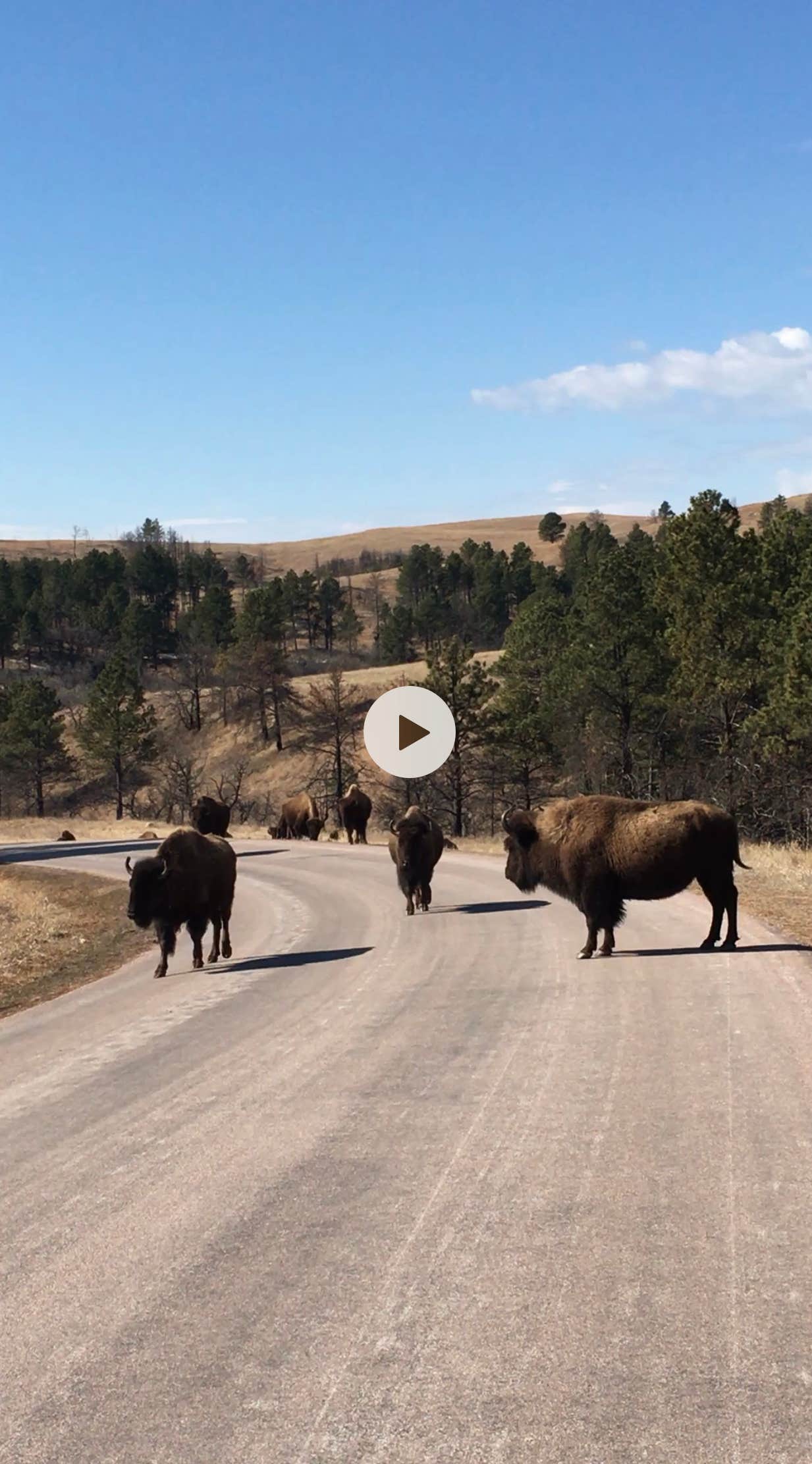 Camper submitted image from French Creek Horse Camp — Custer State Park - 4