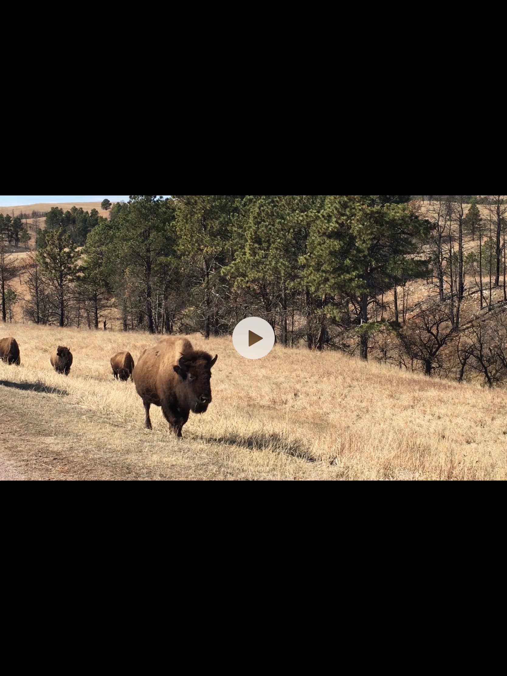 Camper submitted image from French Creek Horse Camp — Custer State Park - 3