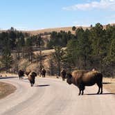 Review photo of French Creek Natural Area - Custer State Park by Lesley R., January 1, 2023