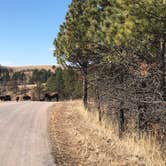 Review photo of French Creek Natural Area - Custer State Park by Lesley R., January 1, 2023