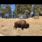 Review photo of French Creek Natural Area - Custer State Park by Lesley R., January 1, 2023