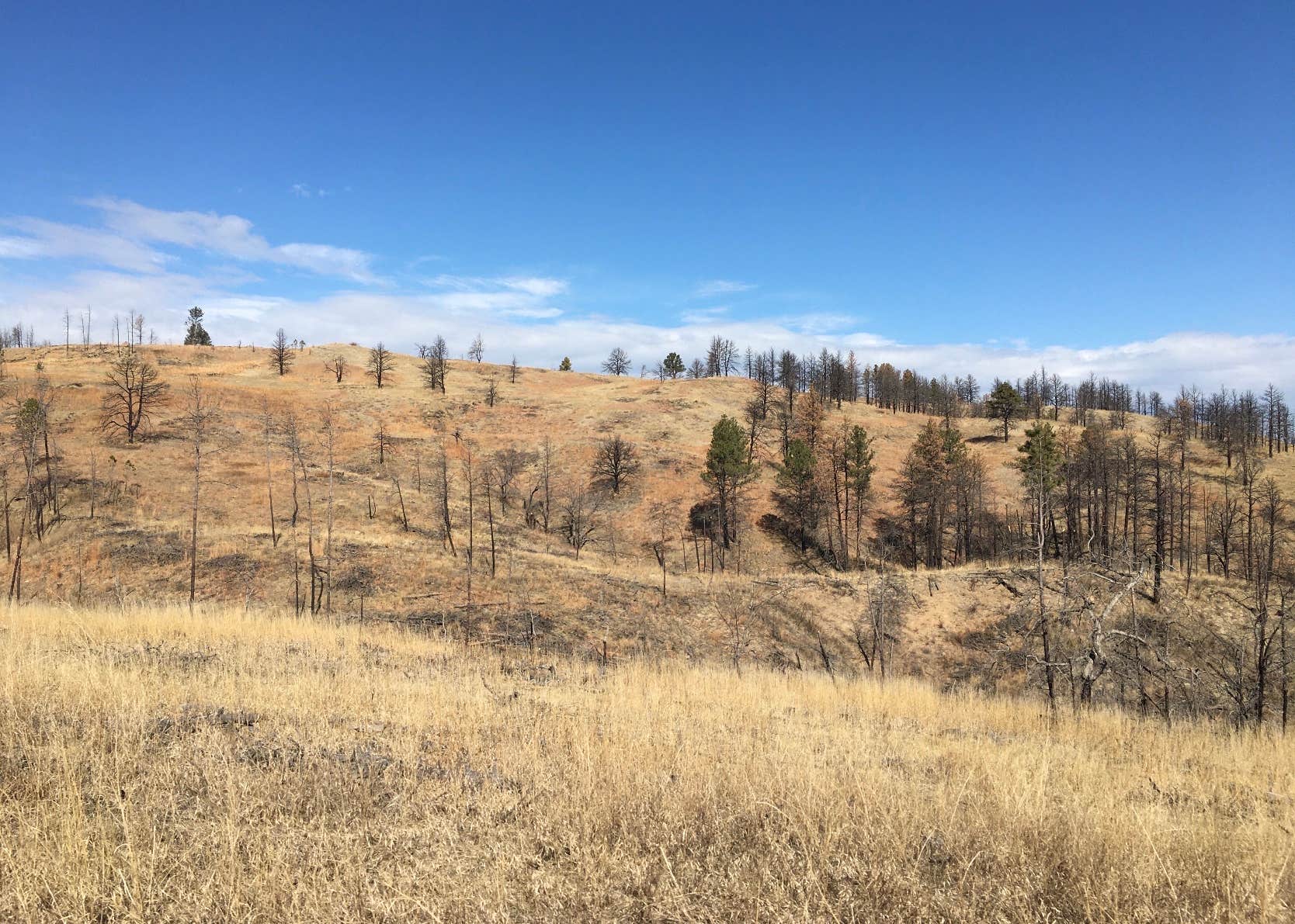 French Creek Natural Area - Custer State Park Camping | The Dyrt