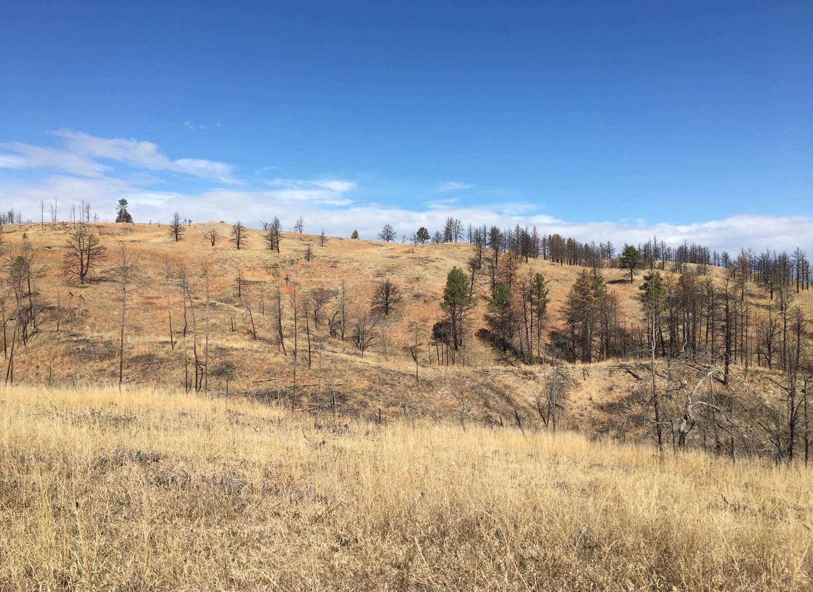 Camper submitted image from French Creek Horse Camp — Custer State Park - 1