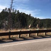 Review photo of French Creek Natural Area - Custer State Park by Lesley R., January 1, 2023