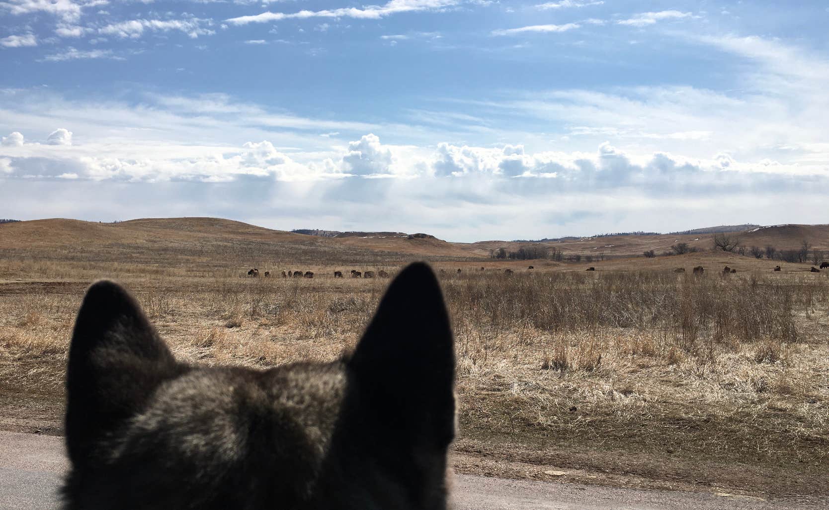 Lesley R.'s photo of camping with pets at French Creek Horse Camp — Custer State Park near Wind Cave National Park