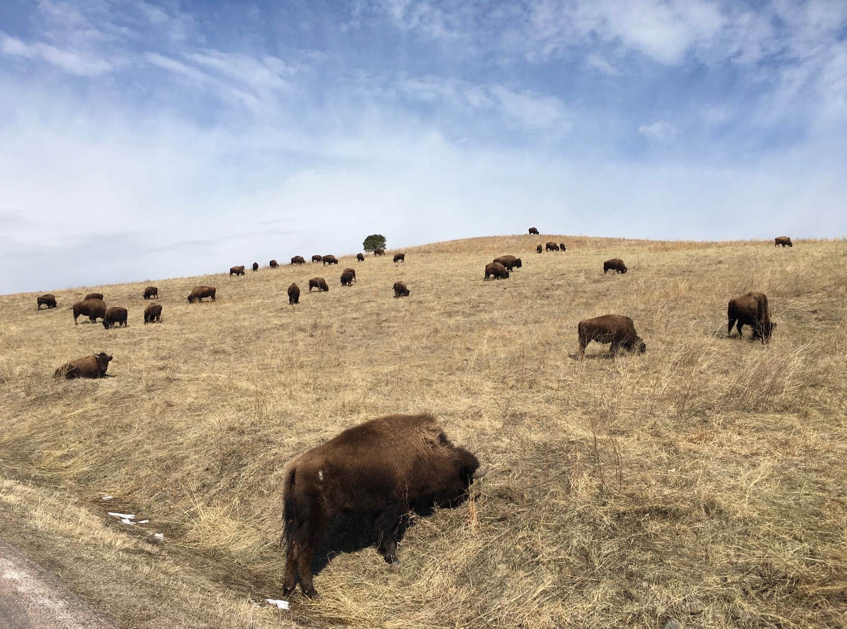 Camper-submitted photo at French Creek Horse Camp — Custer State Park near Fairburn, SD