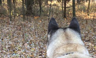 Lesley R.'s photo of camping with pets at Pike Lake Campground — Kettle Moraine State Forest-Pike Lake Unit near Belgium, WI