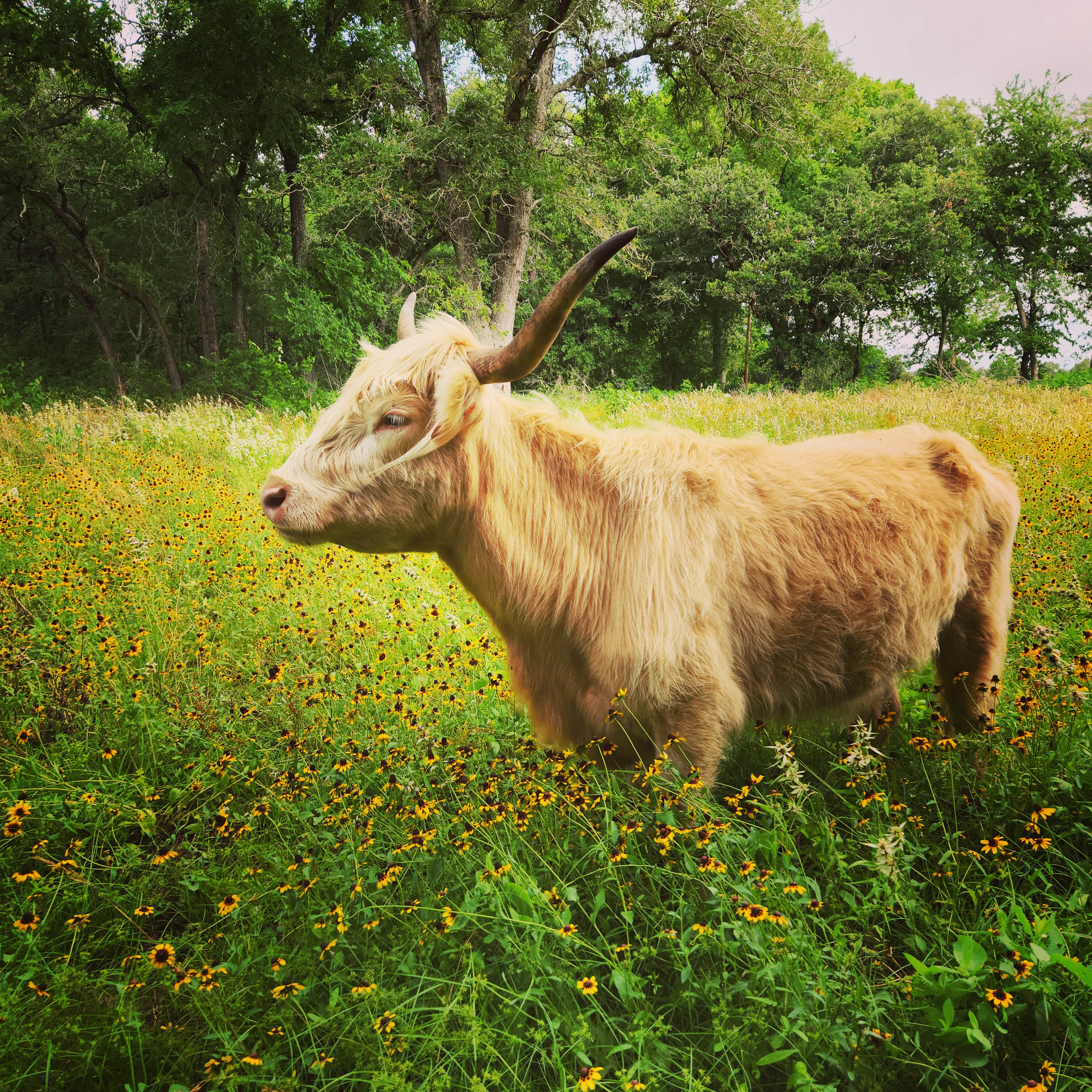 Camping near Green Dickson Park: Sandy Grove Ranch, Gonzales, Texas