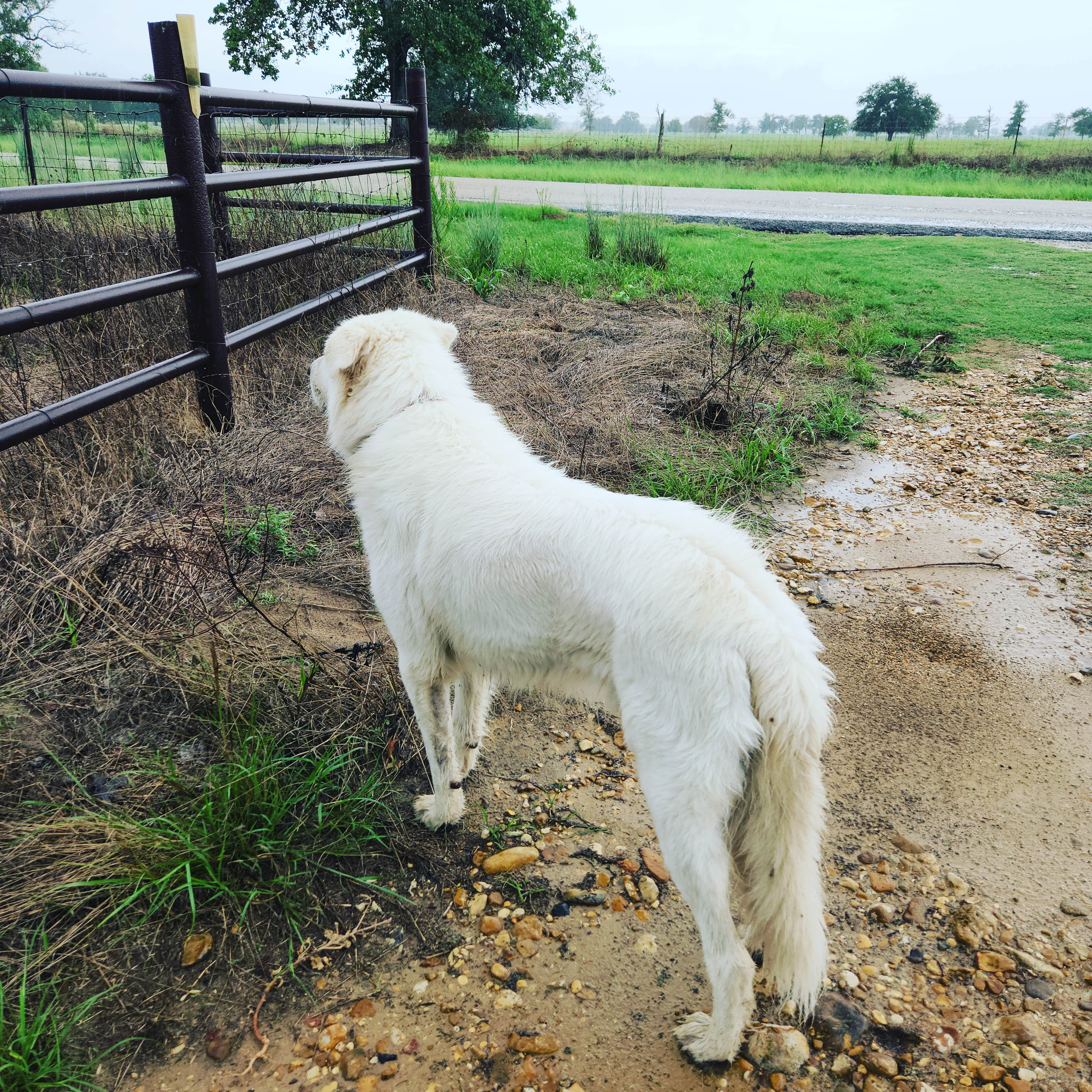 Alexis G.'s photo of camping with pets at Sandy Grove Ranch near Floresville, TX