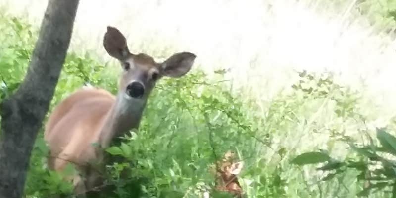 Camper submitted image from A World Away Farm LLC