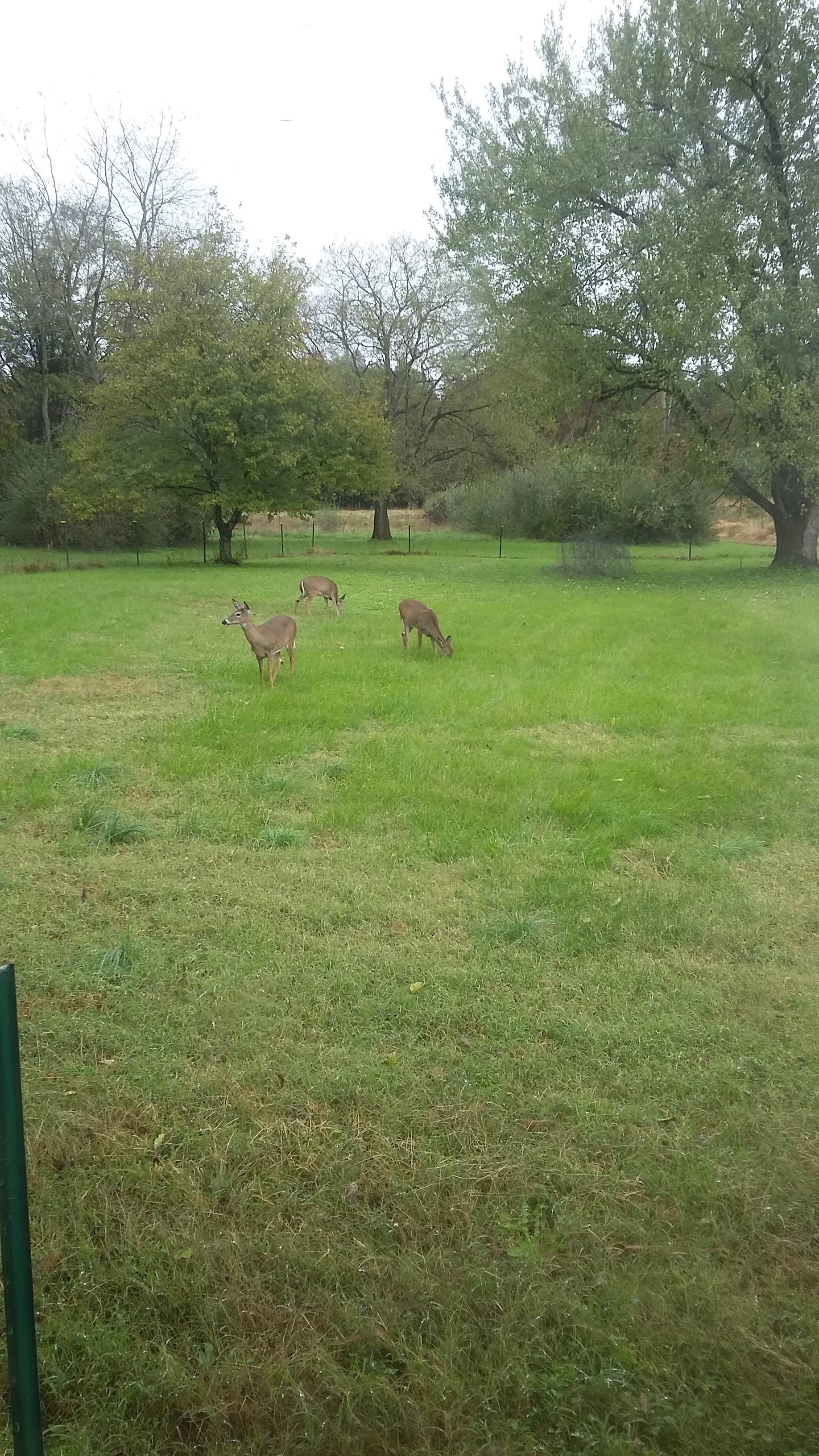 Camper-submitted photo at A World Away Farm LLC near Stevensburg, VA