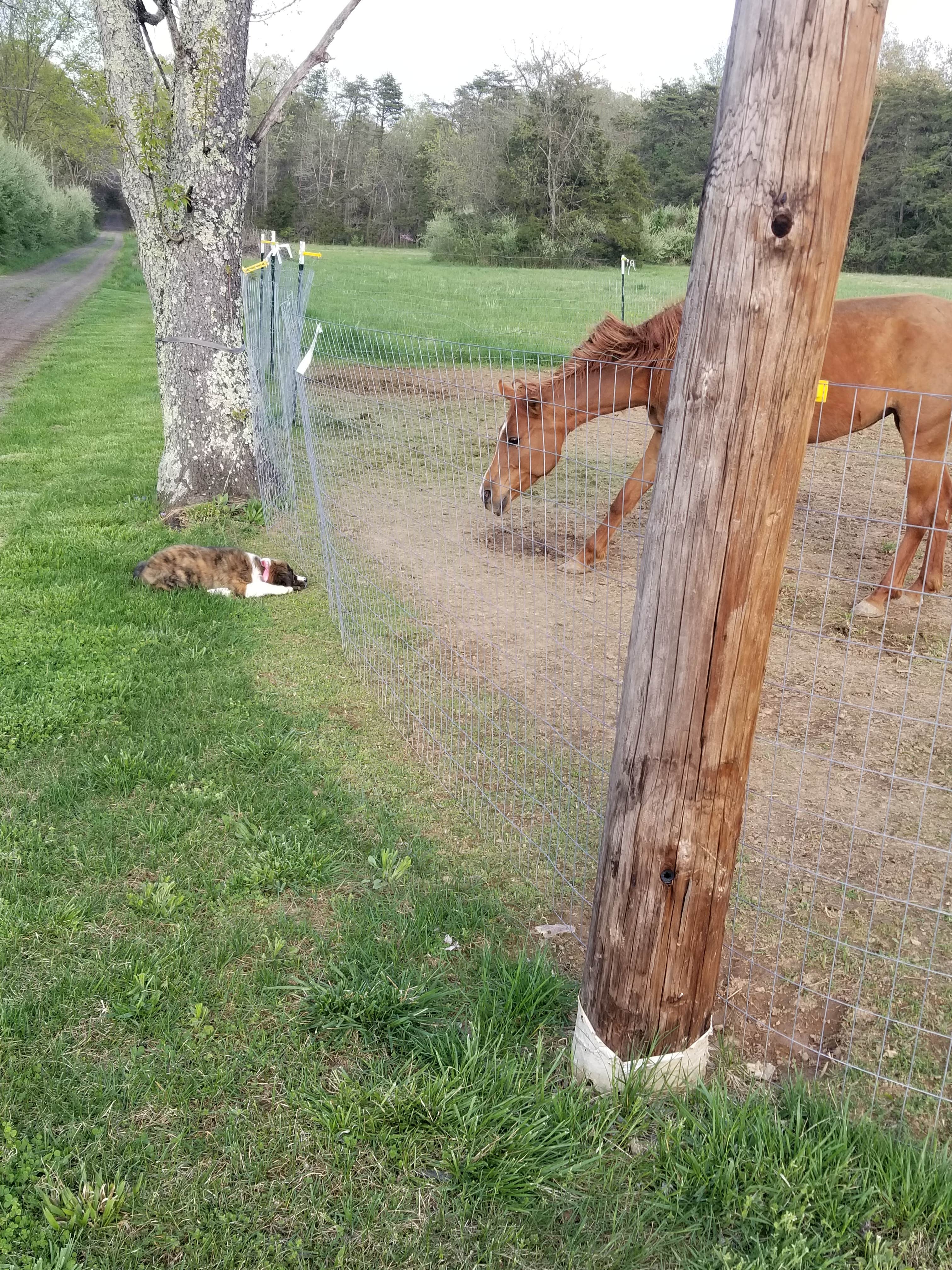 Katherine I.'s photo of camping with pets at A World Away Farm LLC near Warrenton, VA