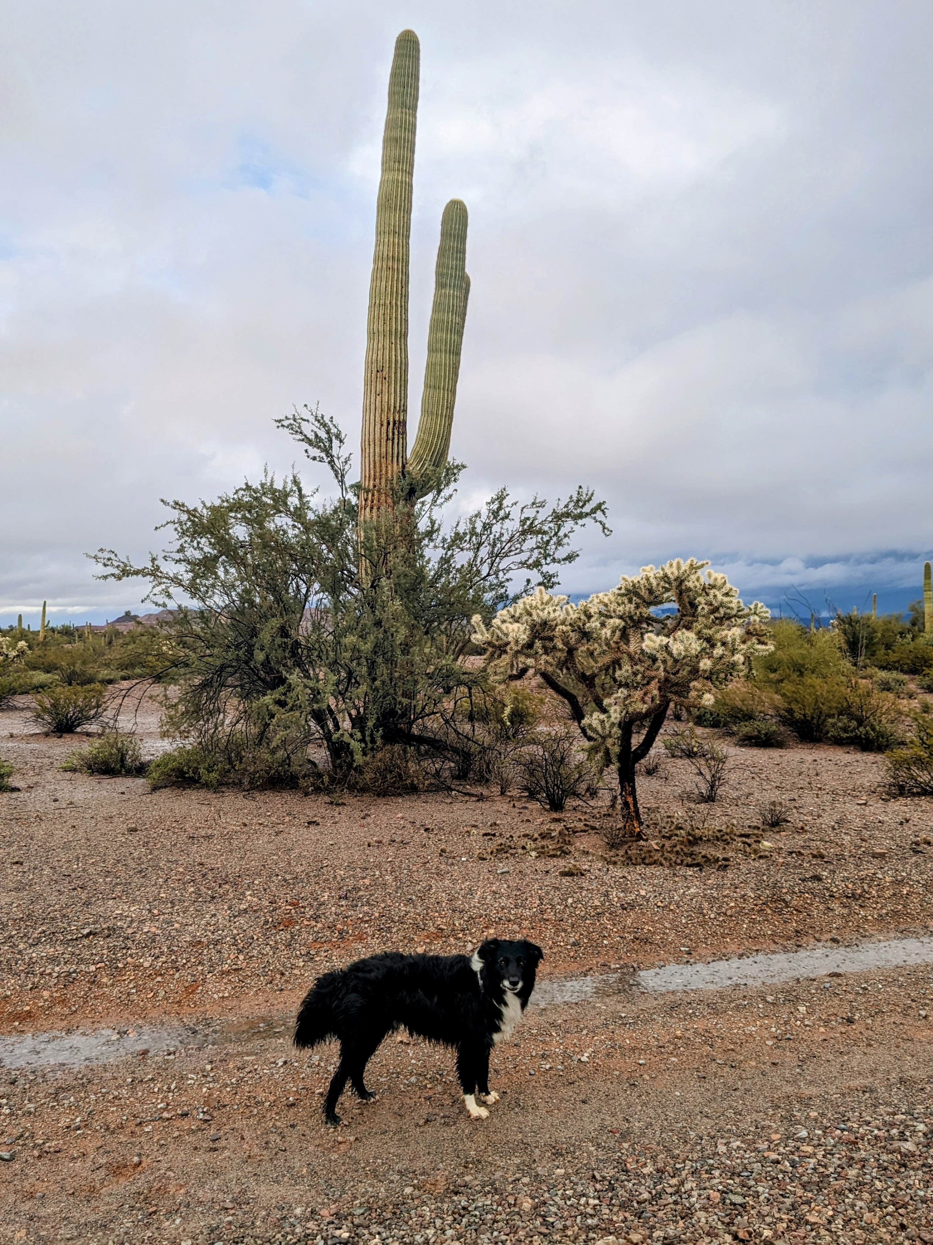 Greg L.'s photo of camping with pets at Darby Wells Rd BLM Dispersed near Organ Pipe Cactus National Monument