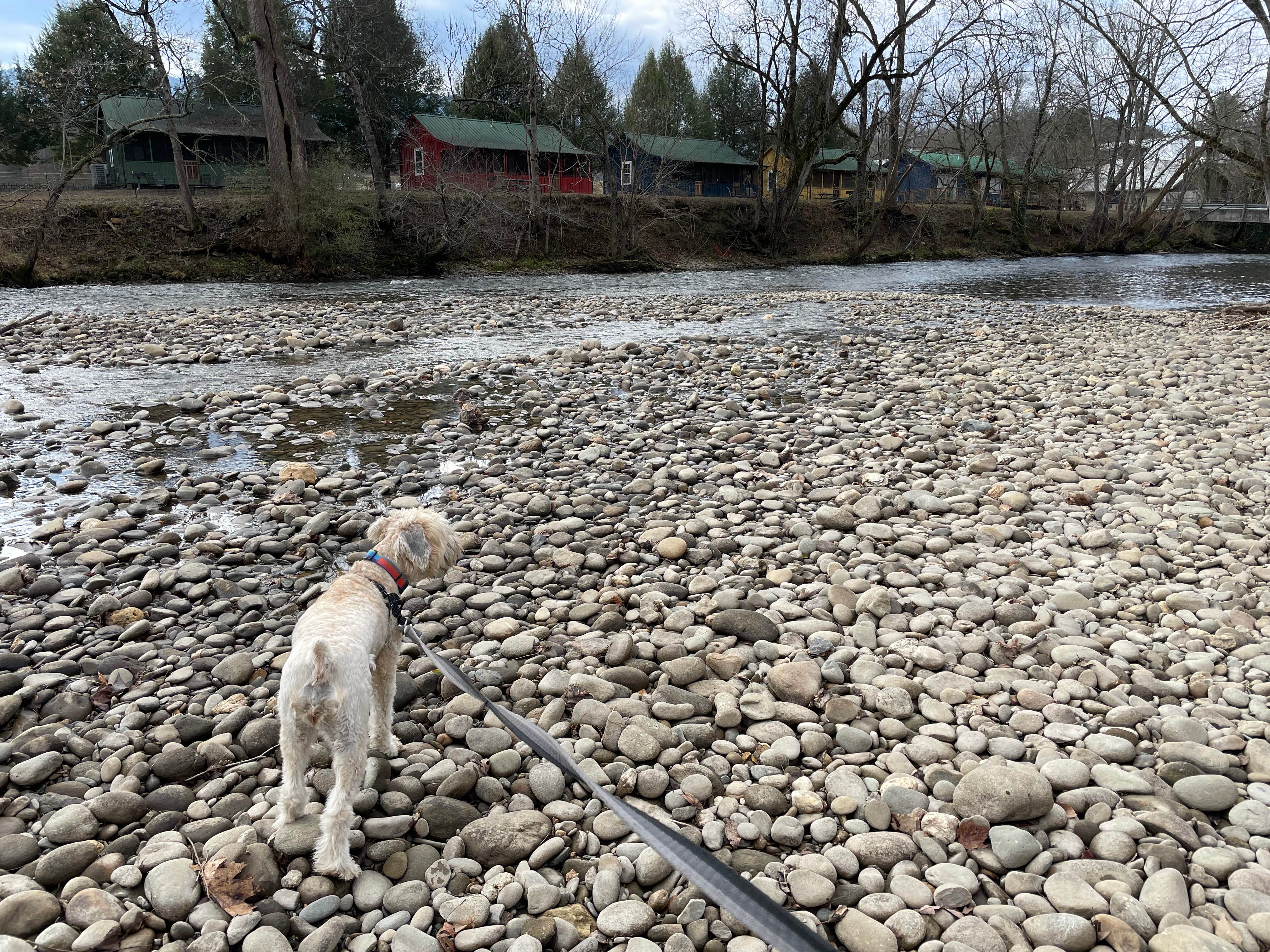Zachary H.'s photo of camping with pets at Tuckaleechee Campground near Maryville, TN