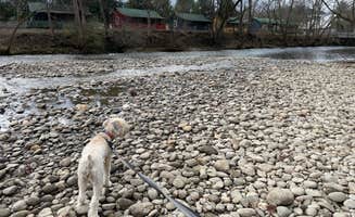 Zachary H.'s photo of camping with pets at Tuckaleechee Campground near Knoxville, TN