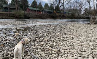 Zachary H.'s photo of camping with pets at Little River Campground & RV Resort near Knoxville, TN