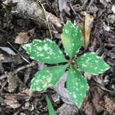 Review photo of Hollofield Area Campground by Andrea S., September 25, 2018