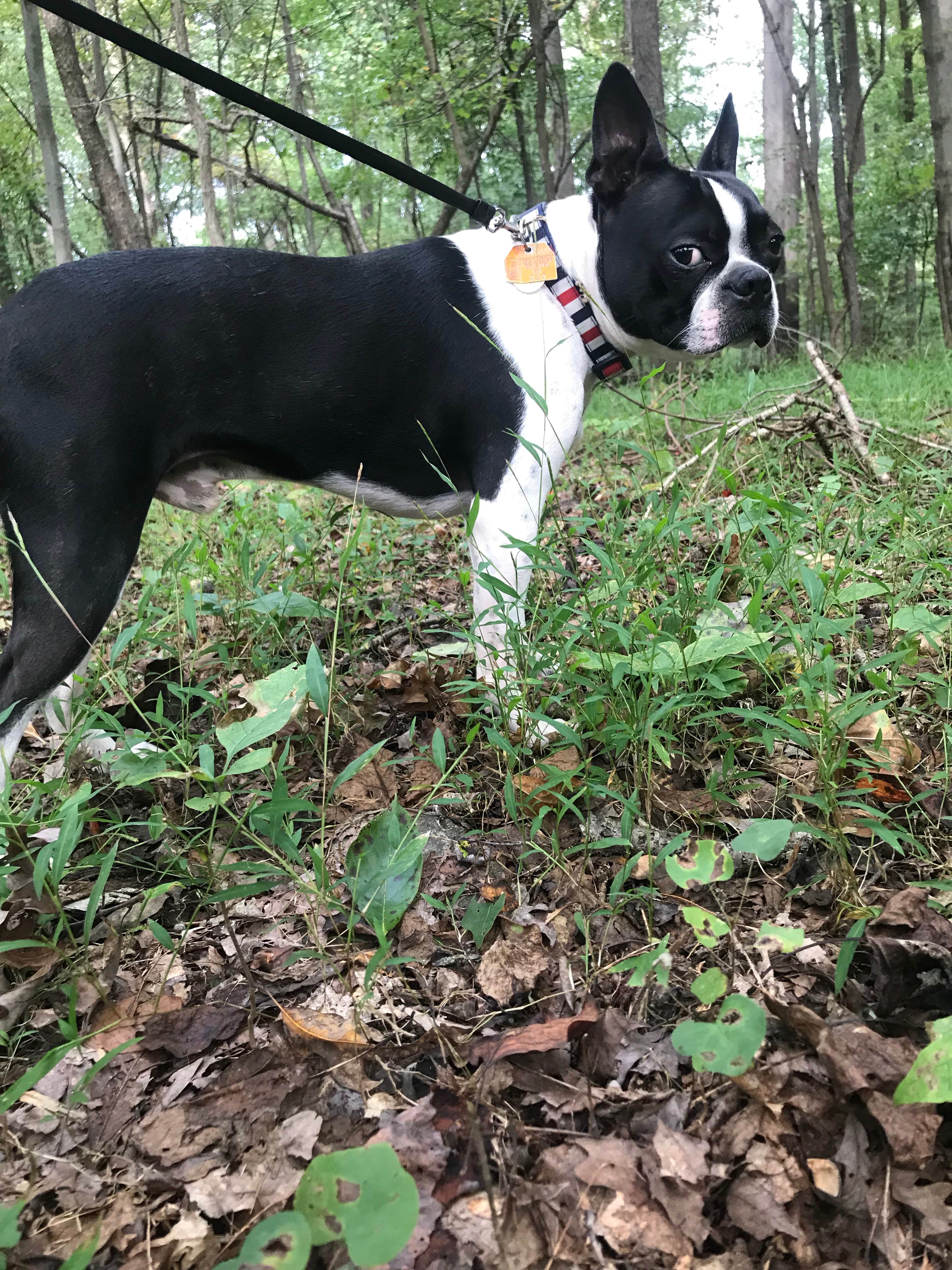 Andrea S.'s photo of camping with pets at Hollofield Area Campground near Parkton, MD