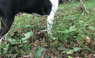 Andrea S.'s photo of camping with pets at Hollofield Area Campground near Parkville, MD
