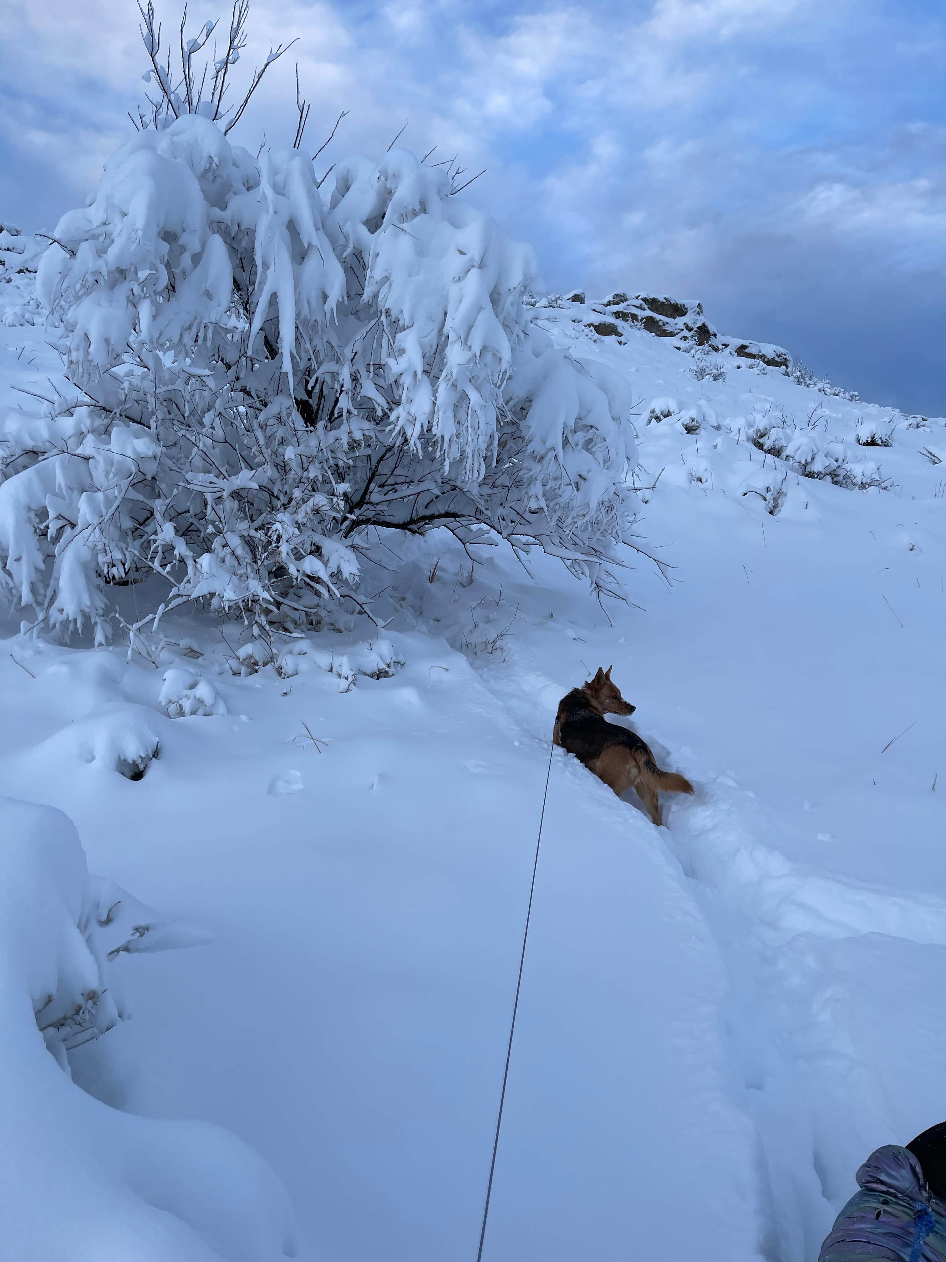 Cody A.'s photo of camping with pets at Dakota Ridge RV Park near Federal Heights, CO