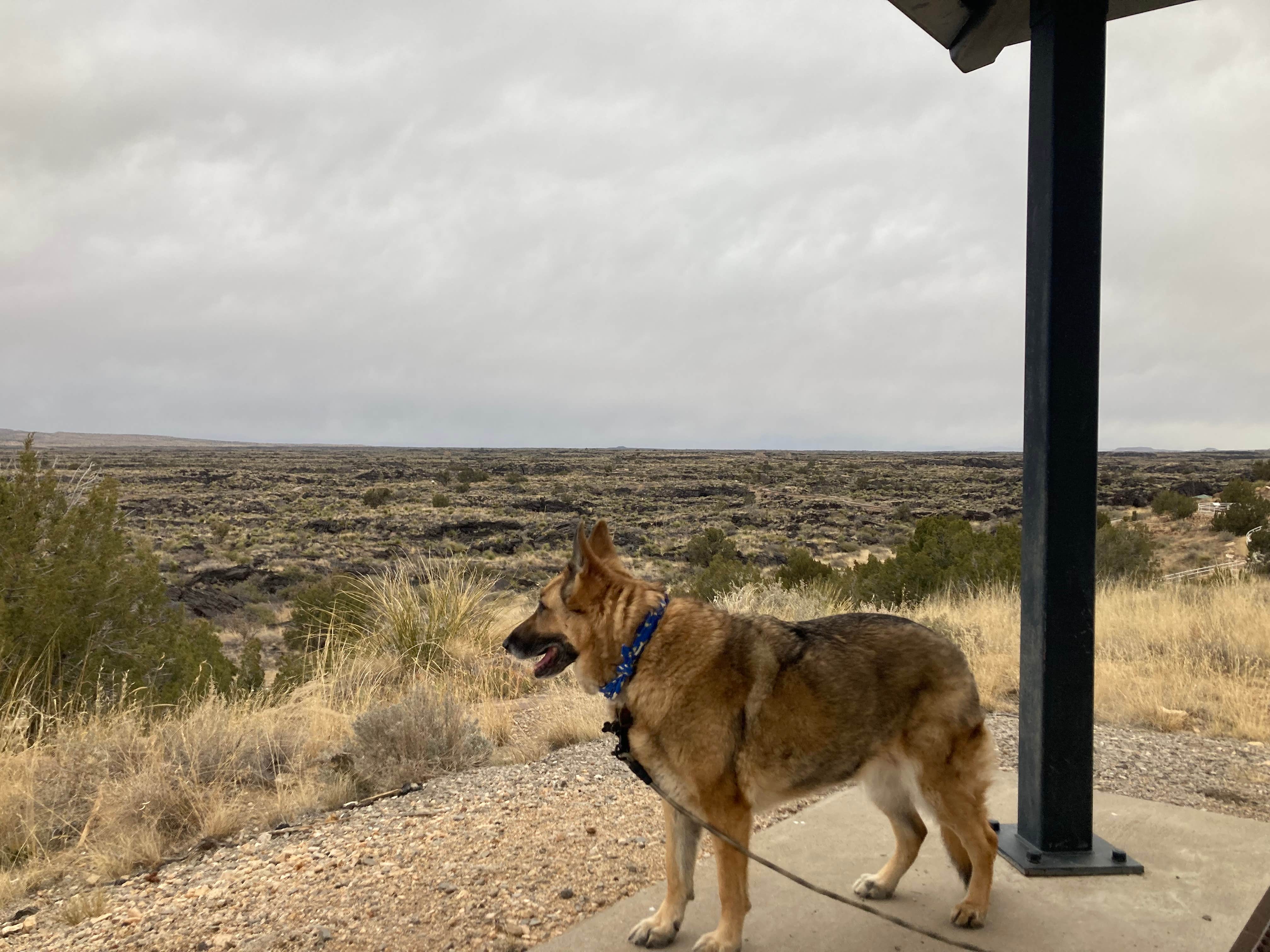 cal K.'s photo of camping with pets at Valley Of Fires Recreation Area near Ruidoso, NM