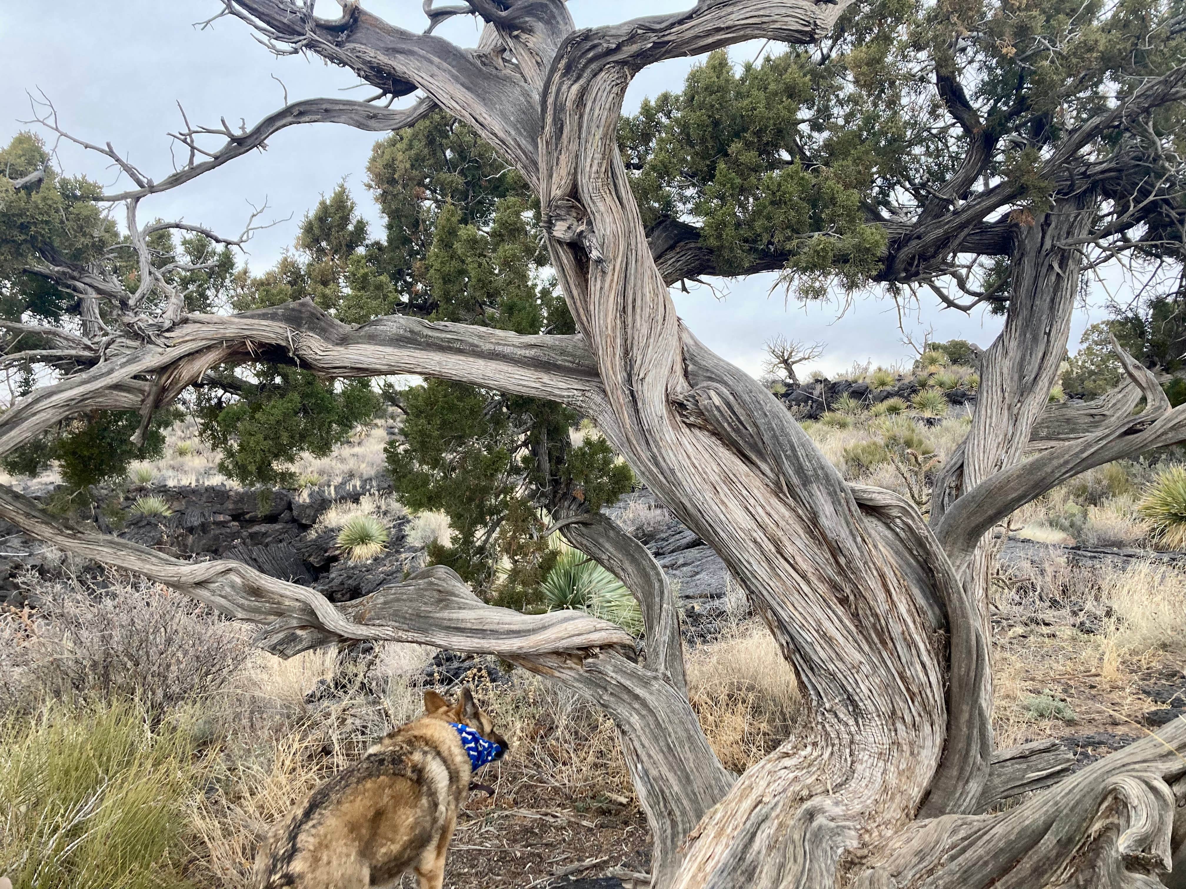 cal K.'s photo of camping with pets at Valley Of Fires Recreation Area near Luna, NM