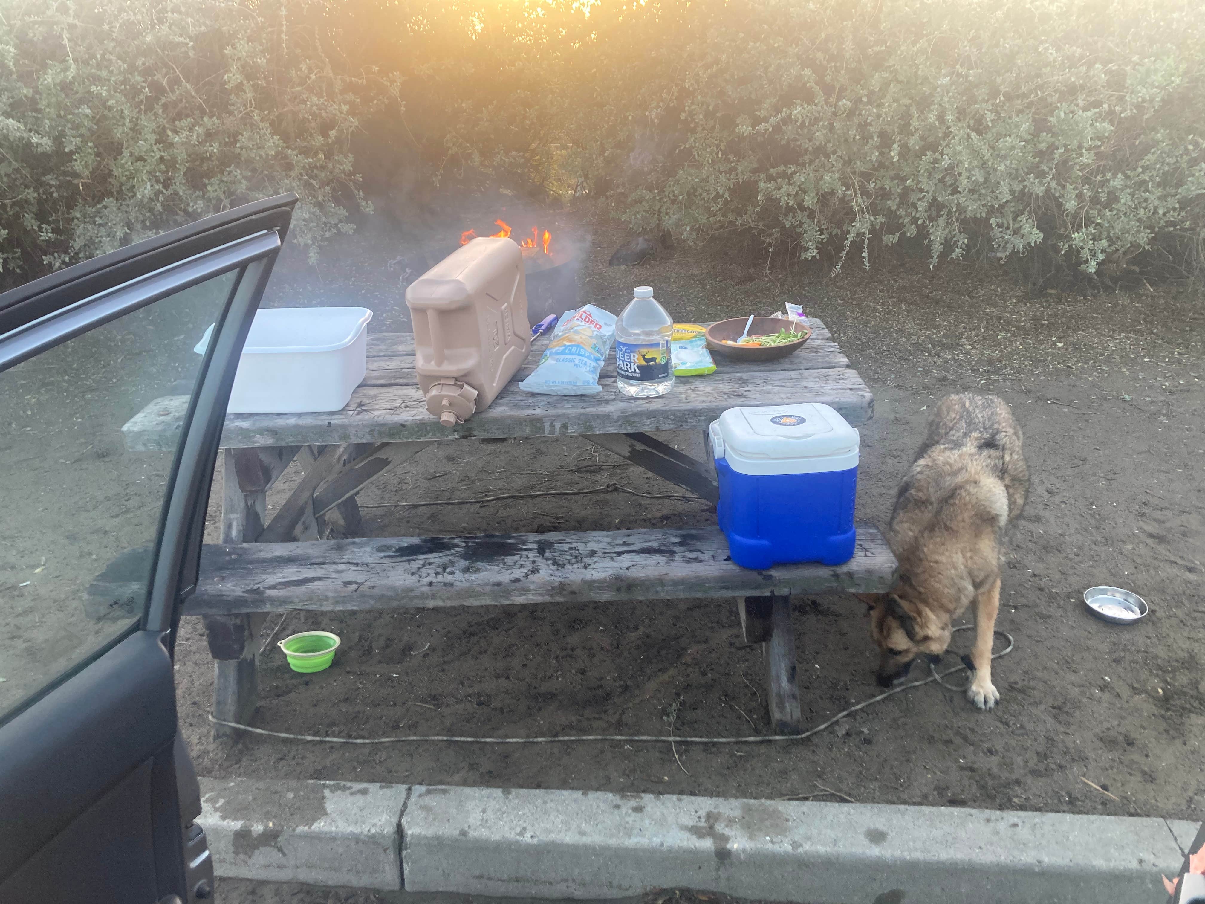 cal K.'s photo of camping with pets at Morro Strand State Beach Campground near Morro Bay, CA