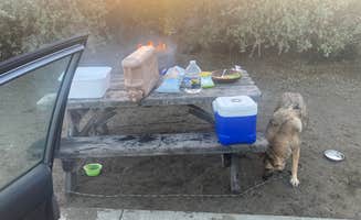 cal K.'s photo of camping with pets at Morro Strand State Beach Campground near Paso Robles, CA
