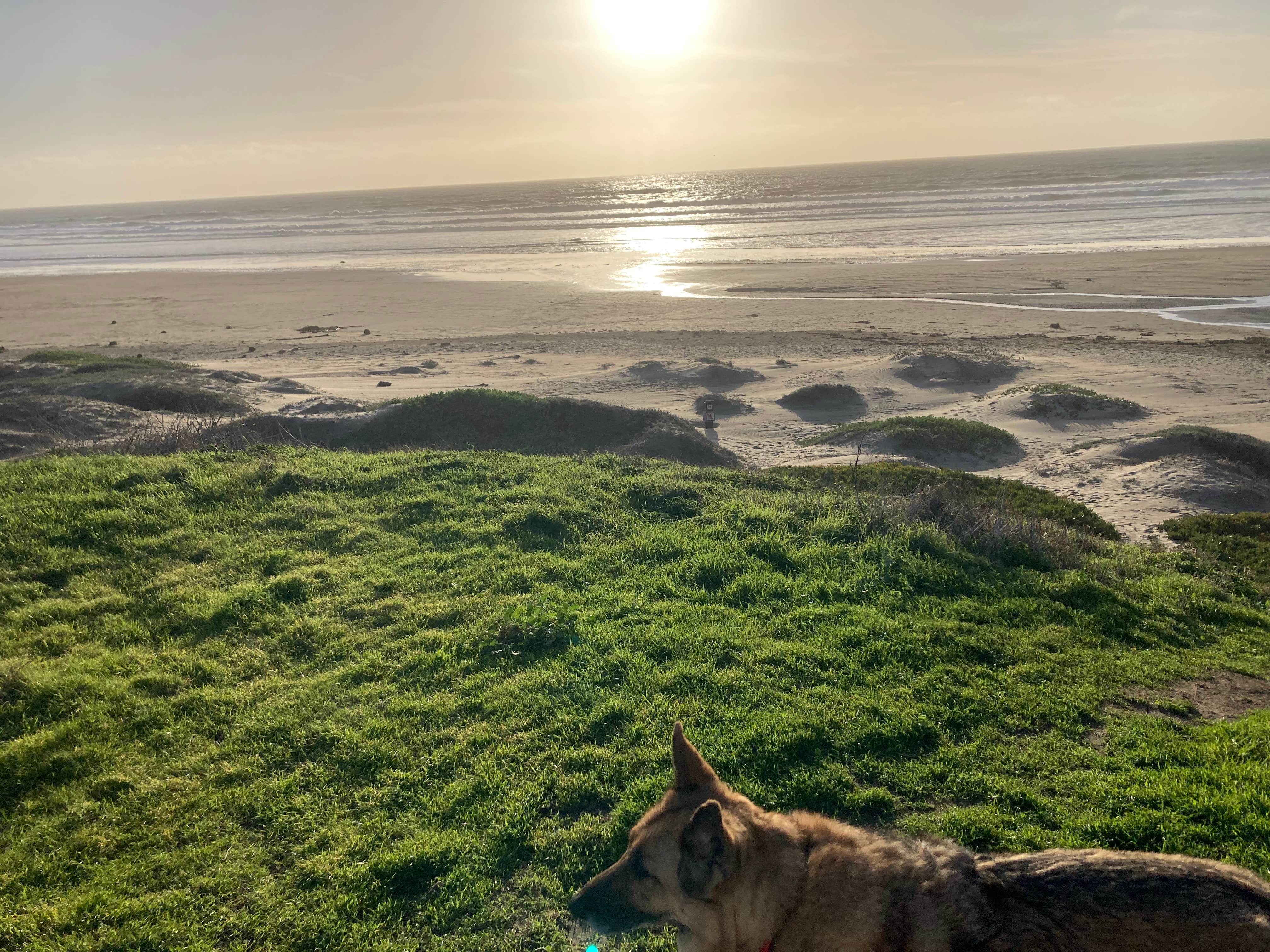 cal K.'s photo of camping with pets at Morro Strand State Beach Campground near Cambria, CA