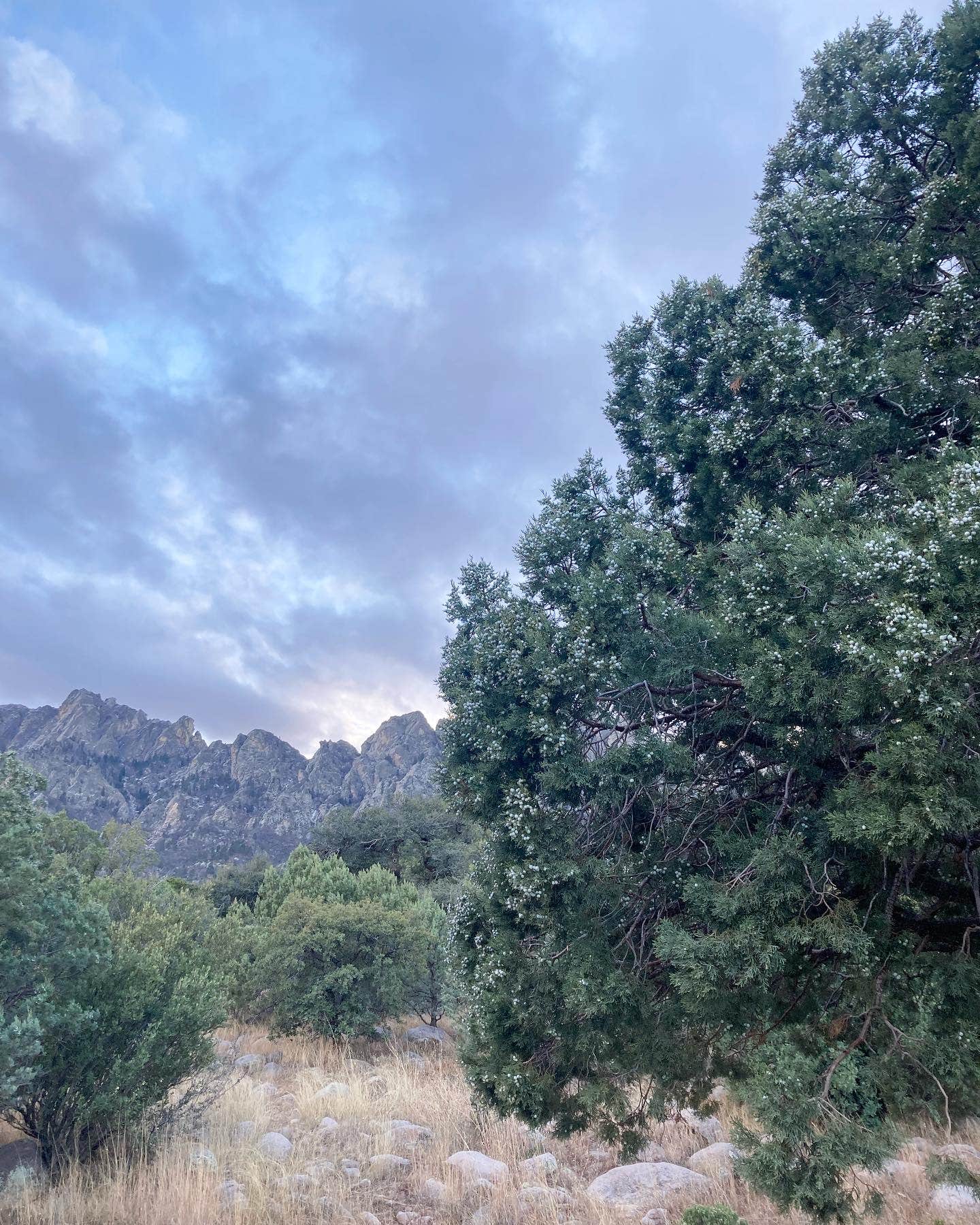 Camper-submitted photo at Aquirre Springs Campground near Carrizozo, NM