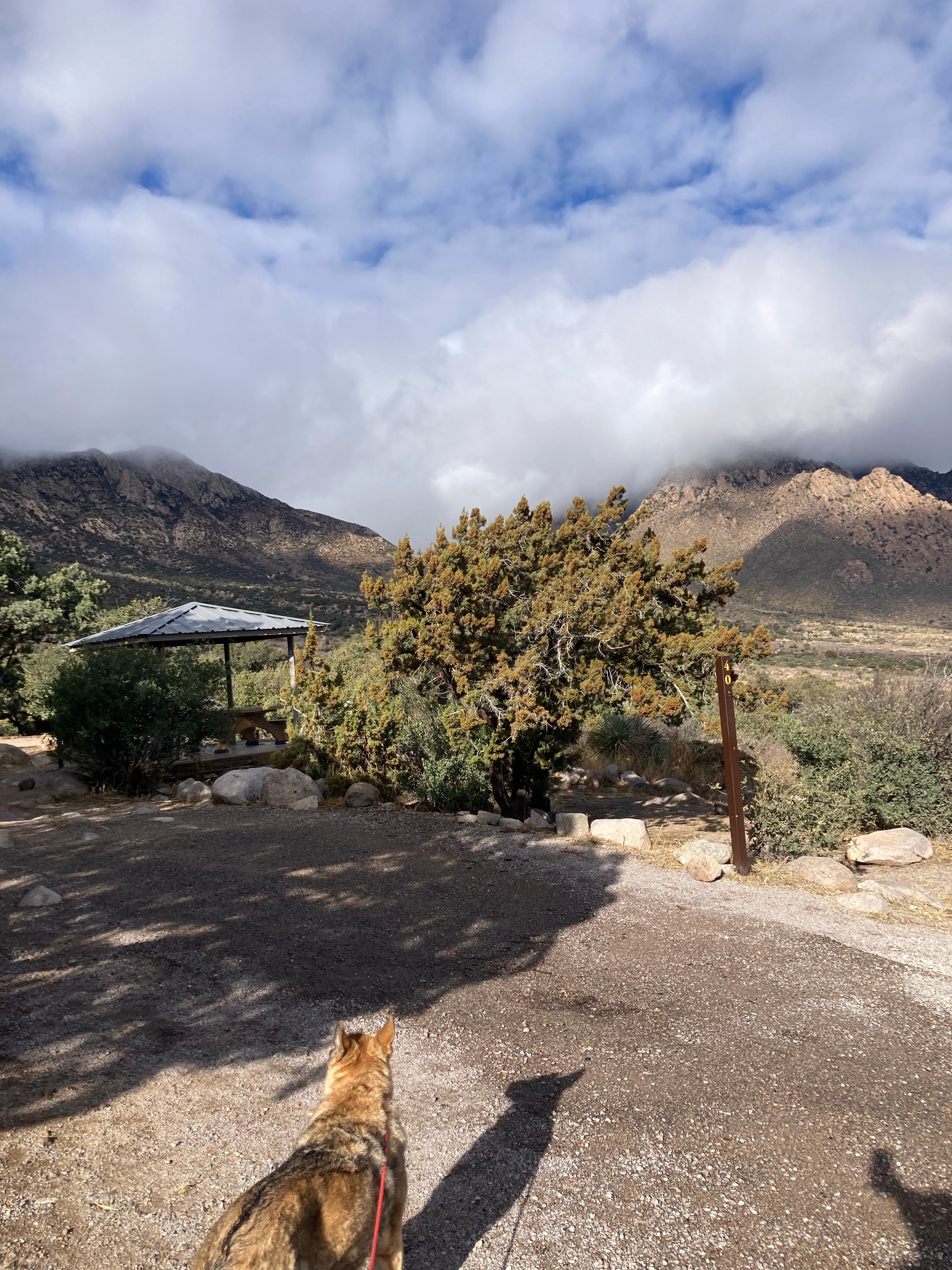 Camper submitted image from Aquirre Springs Campground - 5