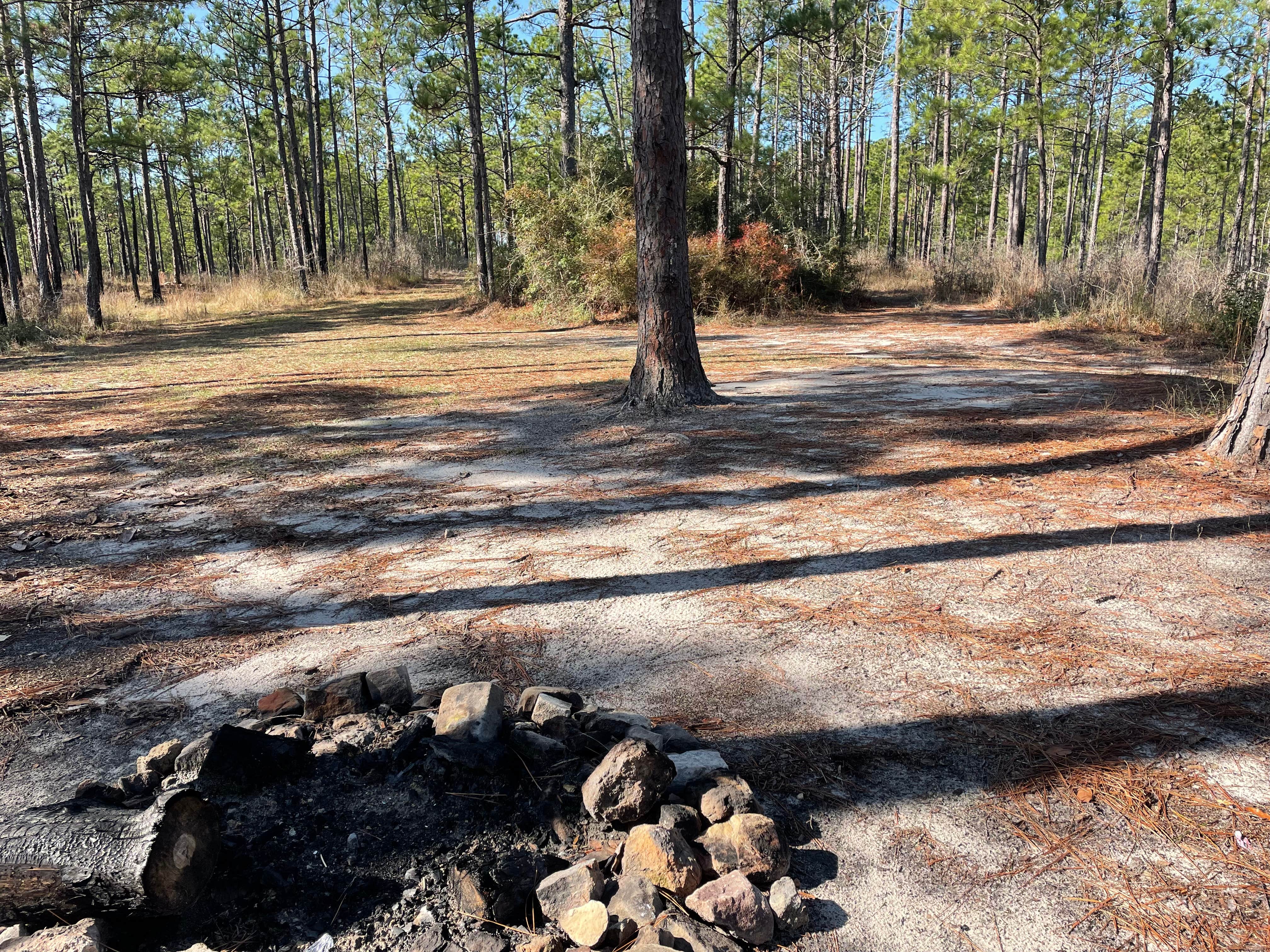 Camper-submitted photo at Forest Road 380 Kisatchi National Forest near Fort Polk, LA