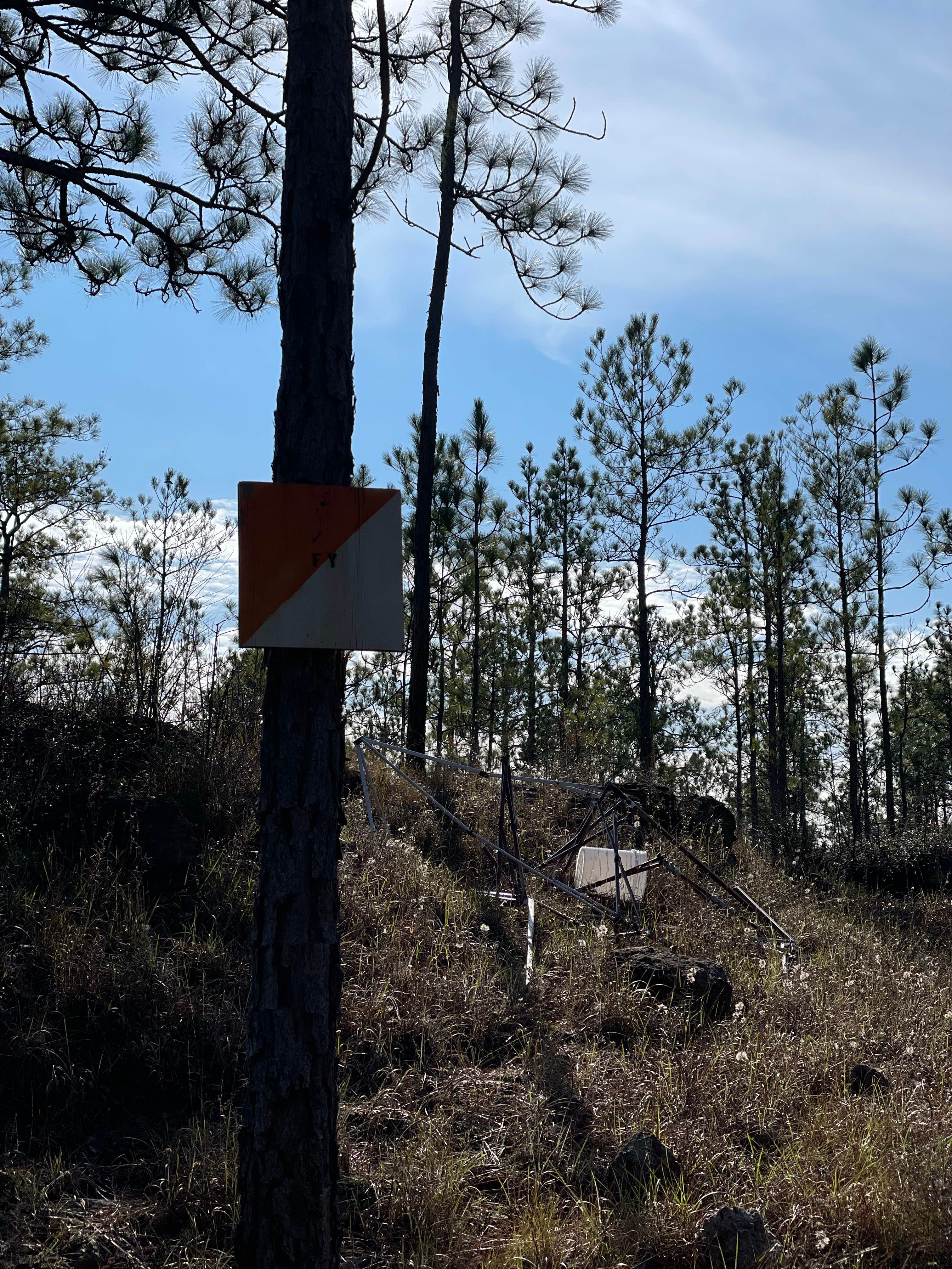 Camper-submitted photo at Forest Road 380 Kisatchi National Forest near Fort Polk, LA
