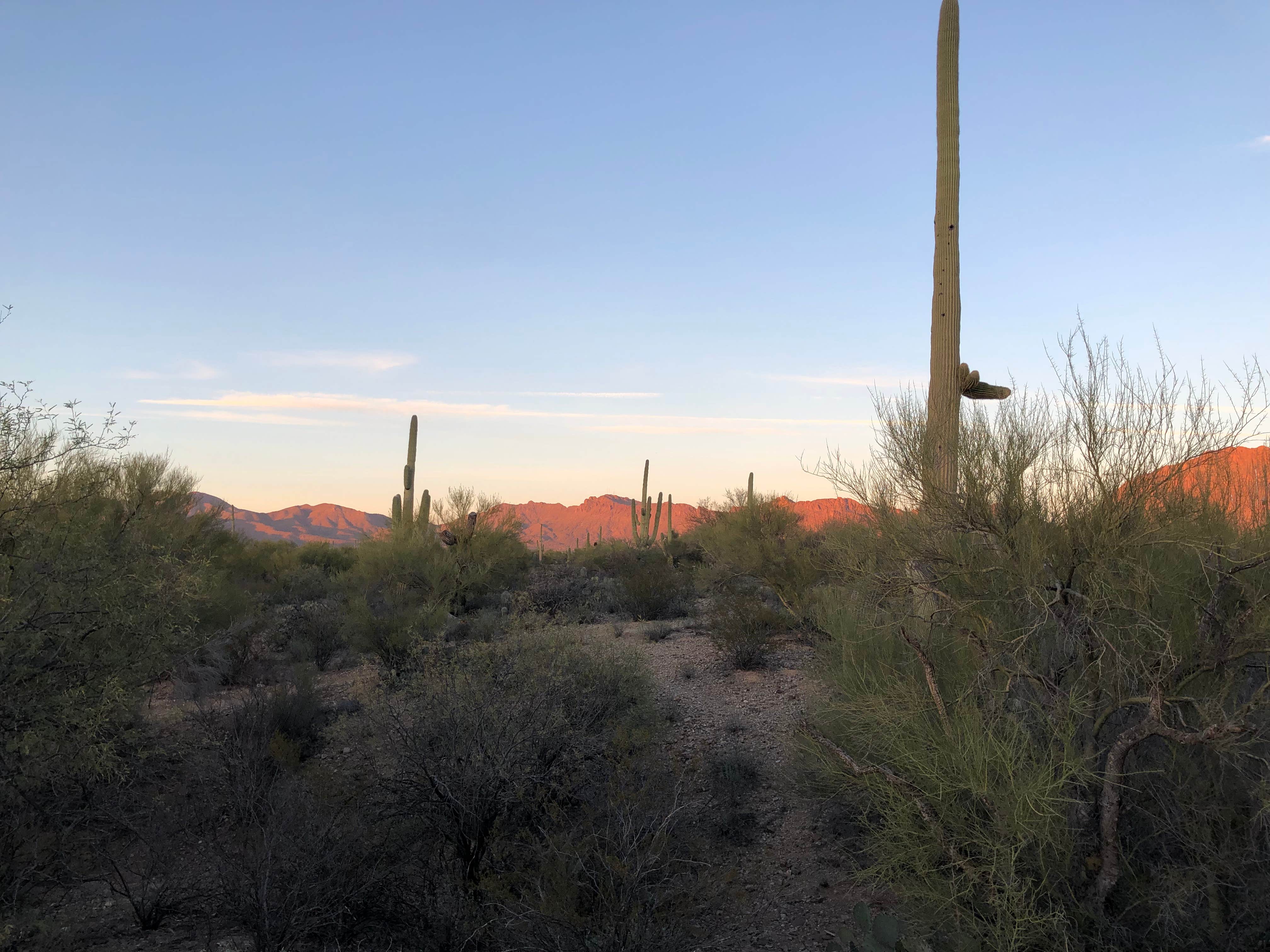 Camper submitted image from Desert Trails RV Park - Adult-only Resort - 2