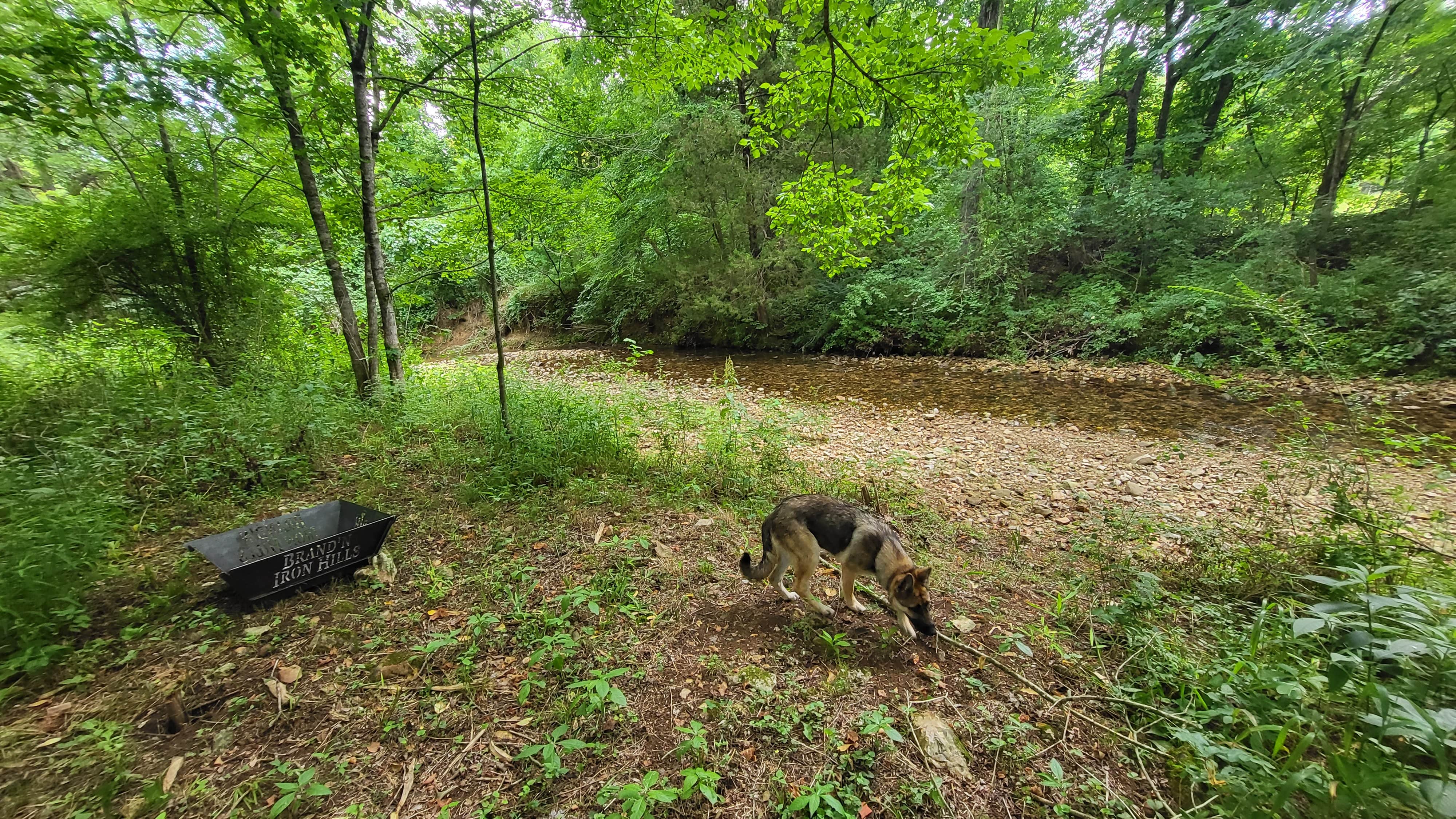 R M.'s photo of camping with pets at Brand'n Iron Hills near New Johnsonville, TN