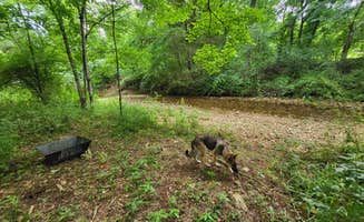 R M.'s photo of camping with pets at Brand'n Iron Hills near Clarksville, TN