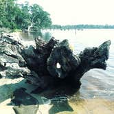 Review photo of Escribano Point WMA Bayside Campground - CLOSED by Katherine J., September 27, 2018