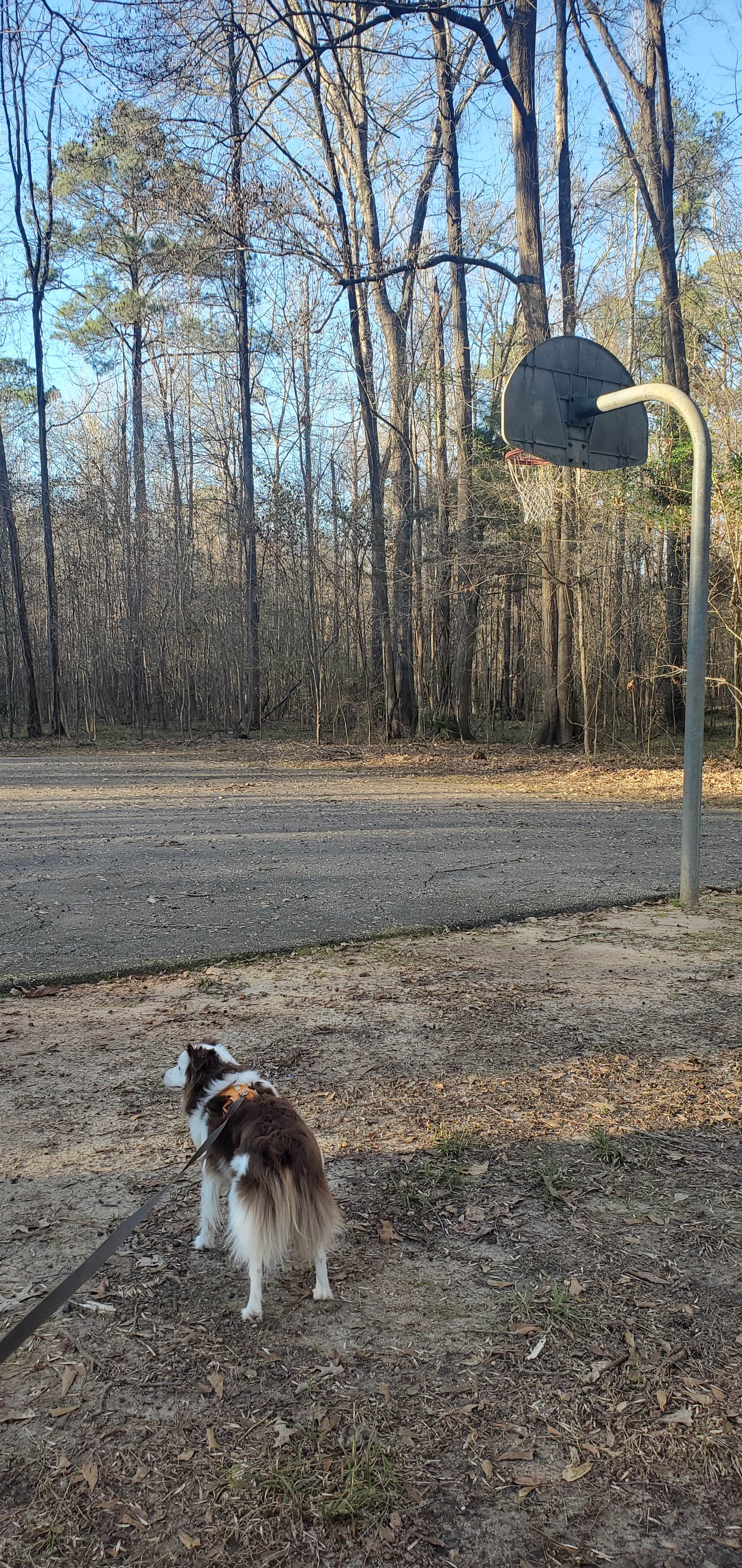 Staci R.'s photo of camping with pets at Isaac Creek near Camden, AL