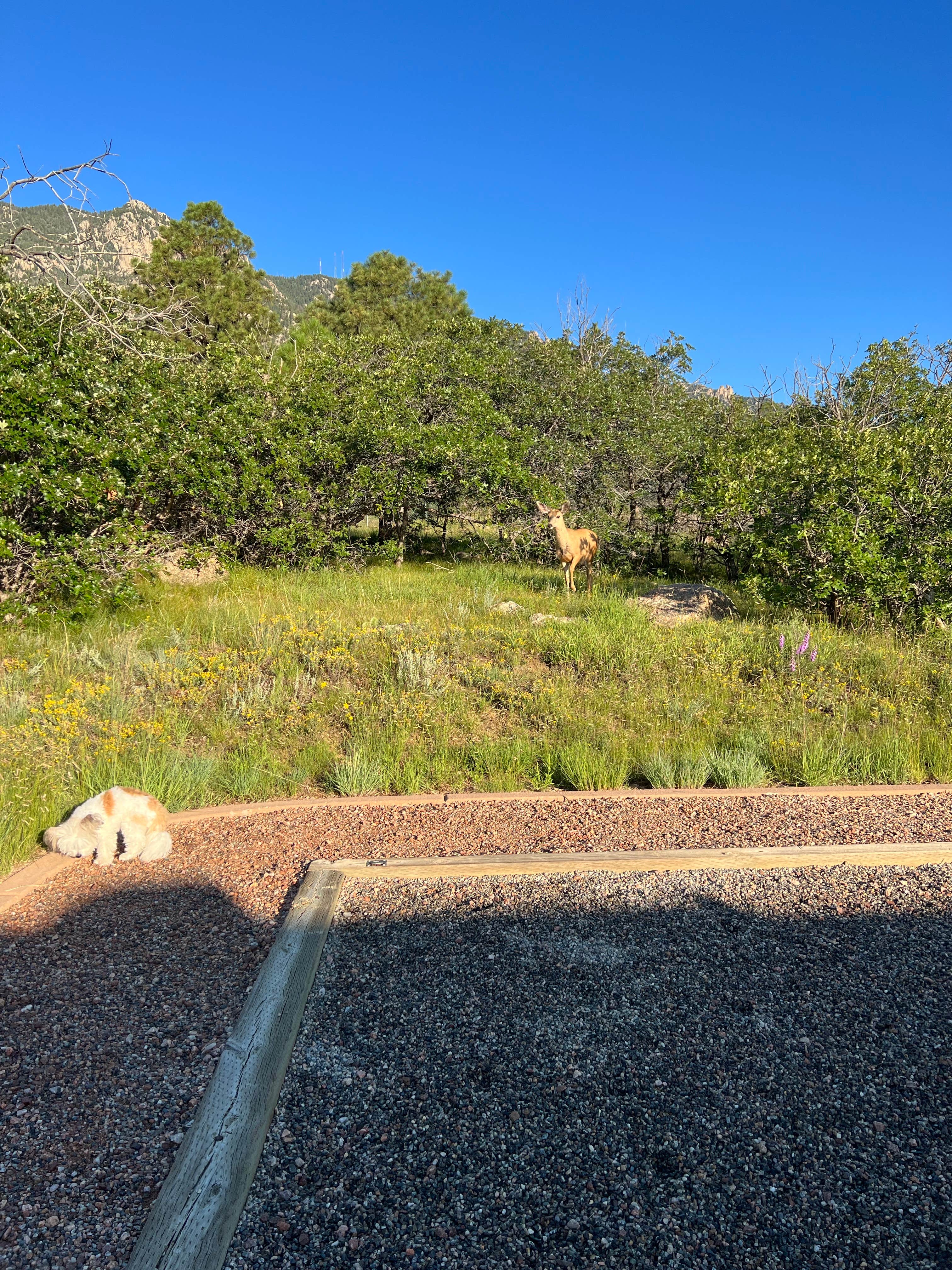Tyler S.'s photo of camping with pets at Raptor Glenn Campground — Cheyenne Mountain State Park near Manitou Springs, CO