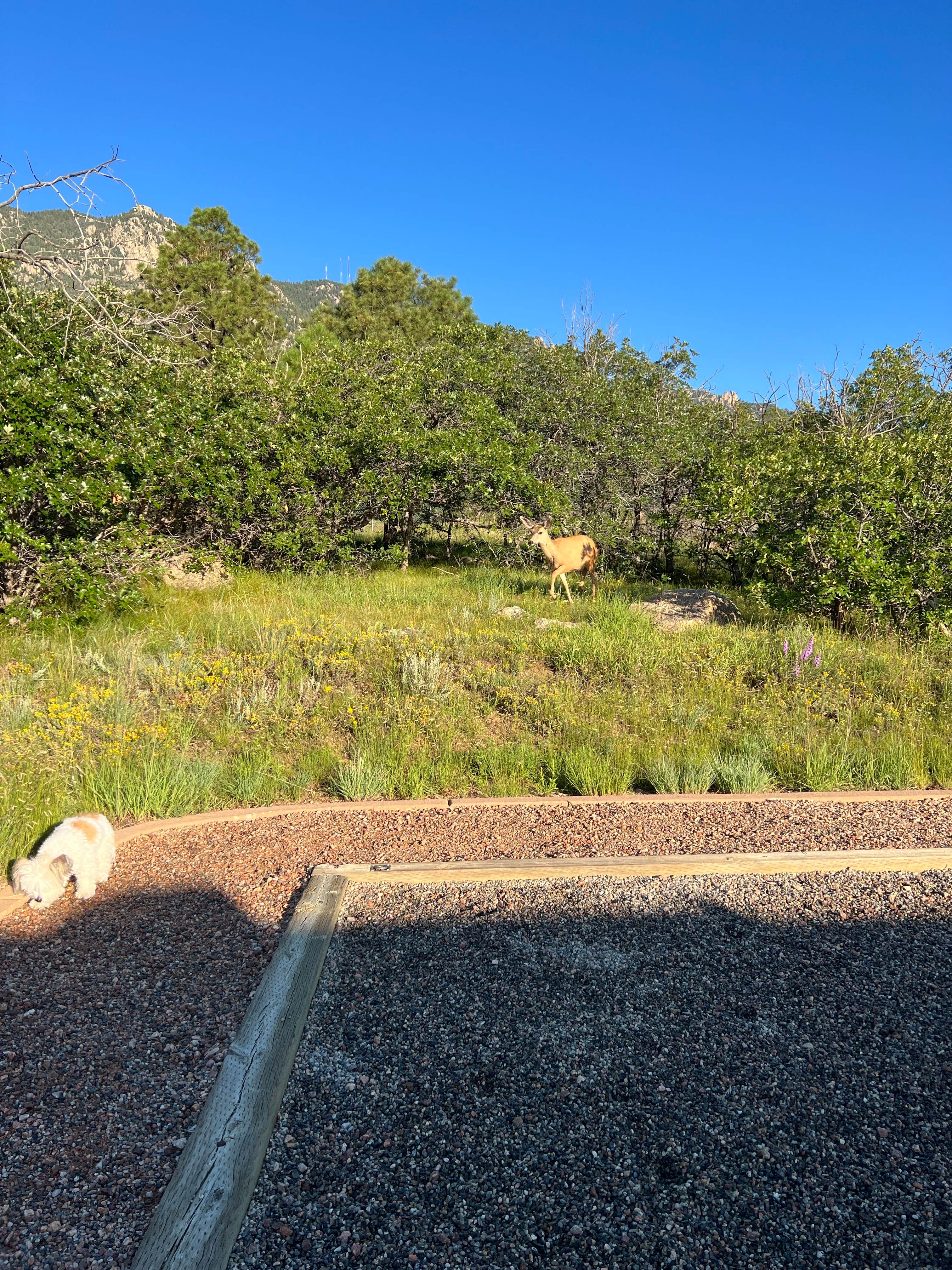 Tyler S.'s photo of camping with pets at Raptor Glenn Campground — Cheyenne Mountain State Park near Calhan, CO
